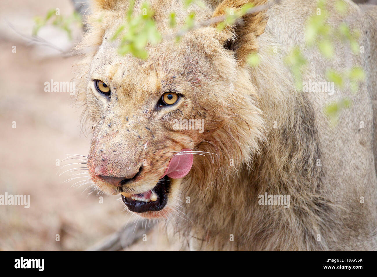 A closeup of a young male lion stained in blood from a fresh buffalo kill at the Greater Kruger National Park in South Africa Stock Photo