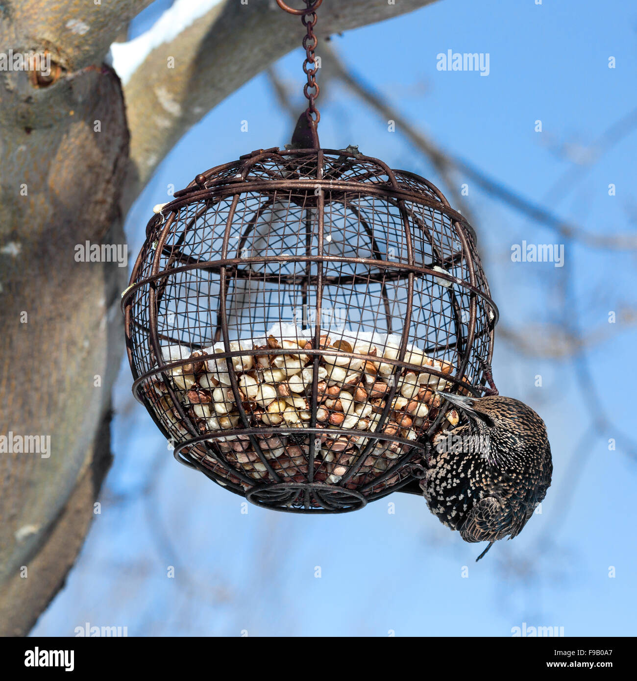 A Common Starling Hanging From A Round Wire Bird Feeder Filled