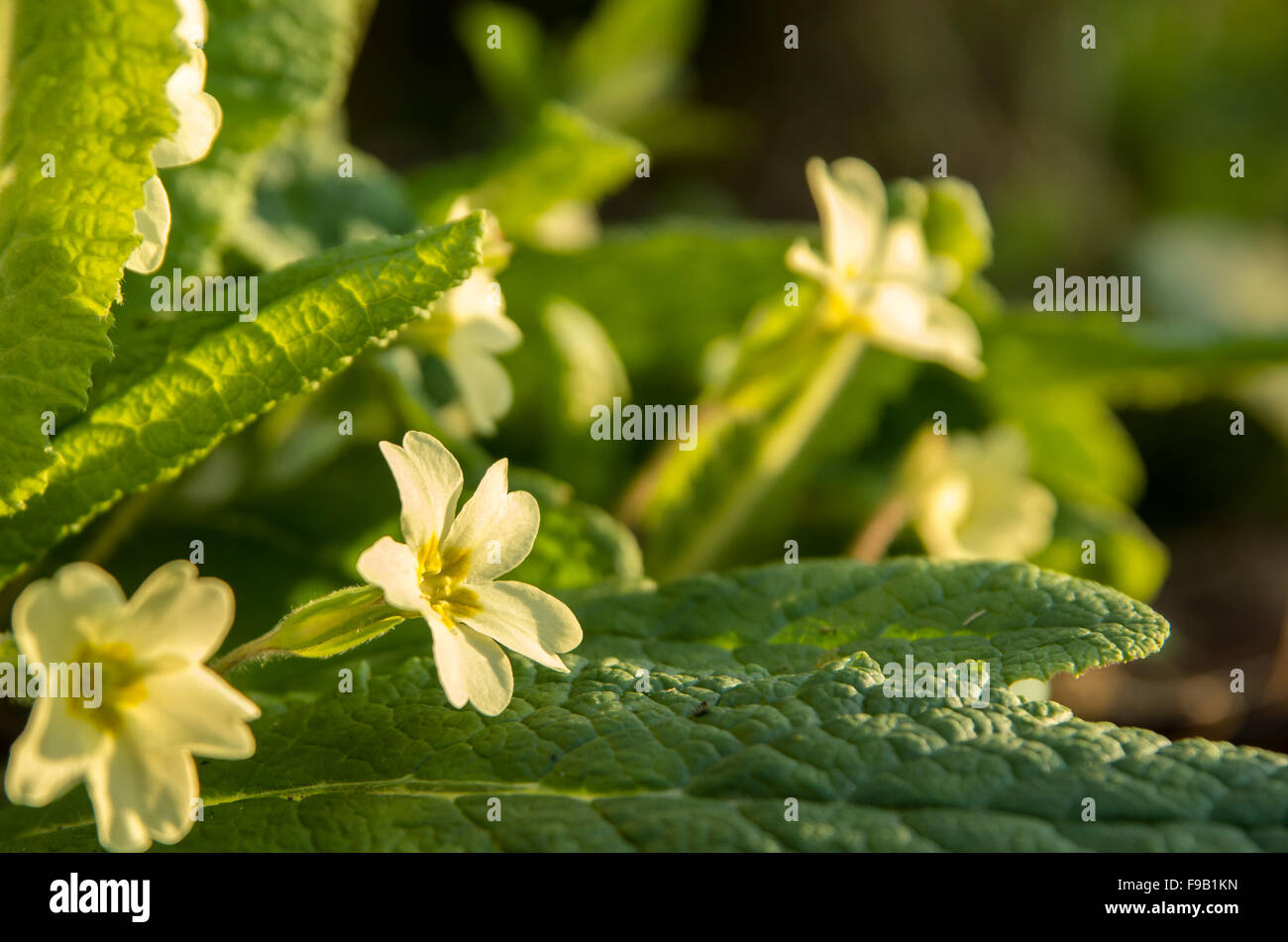 Close up of wild primroses (primula vulgaris) growing in Bedfordshire woodlands Stock Photo