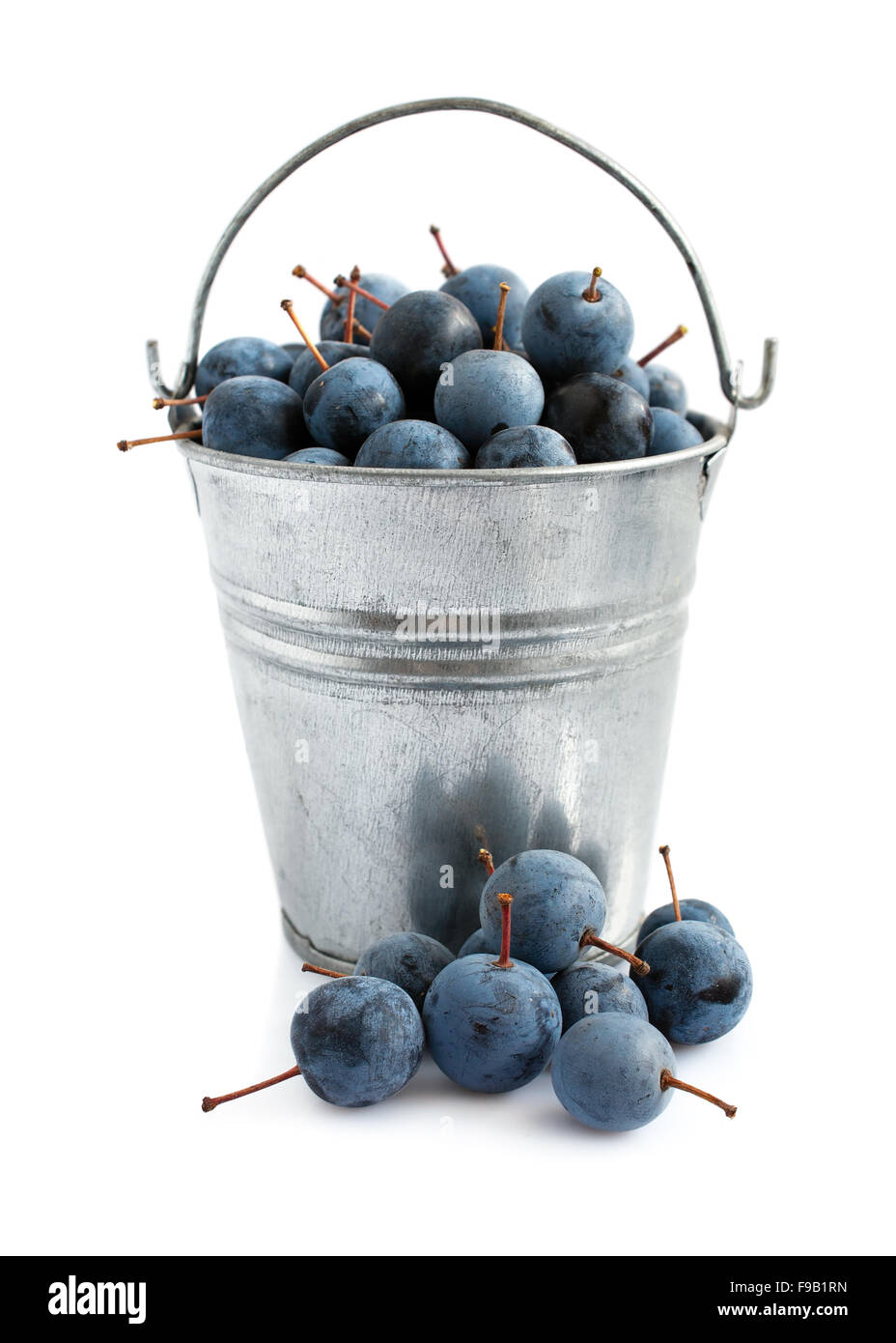 Blackthorn in a bucket isolated on white Stock Photo