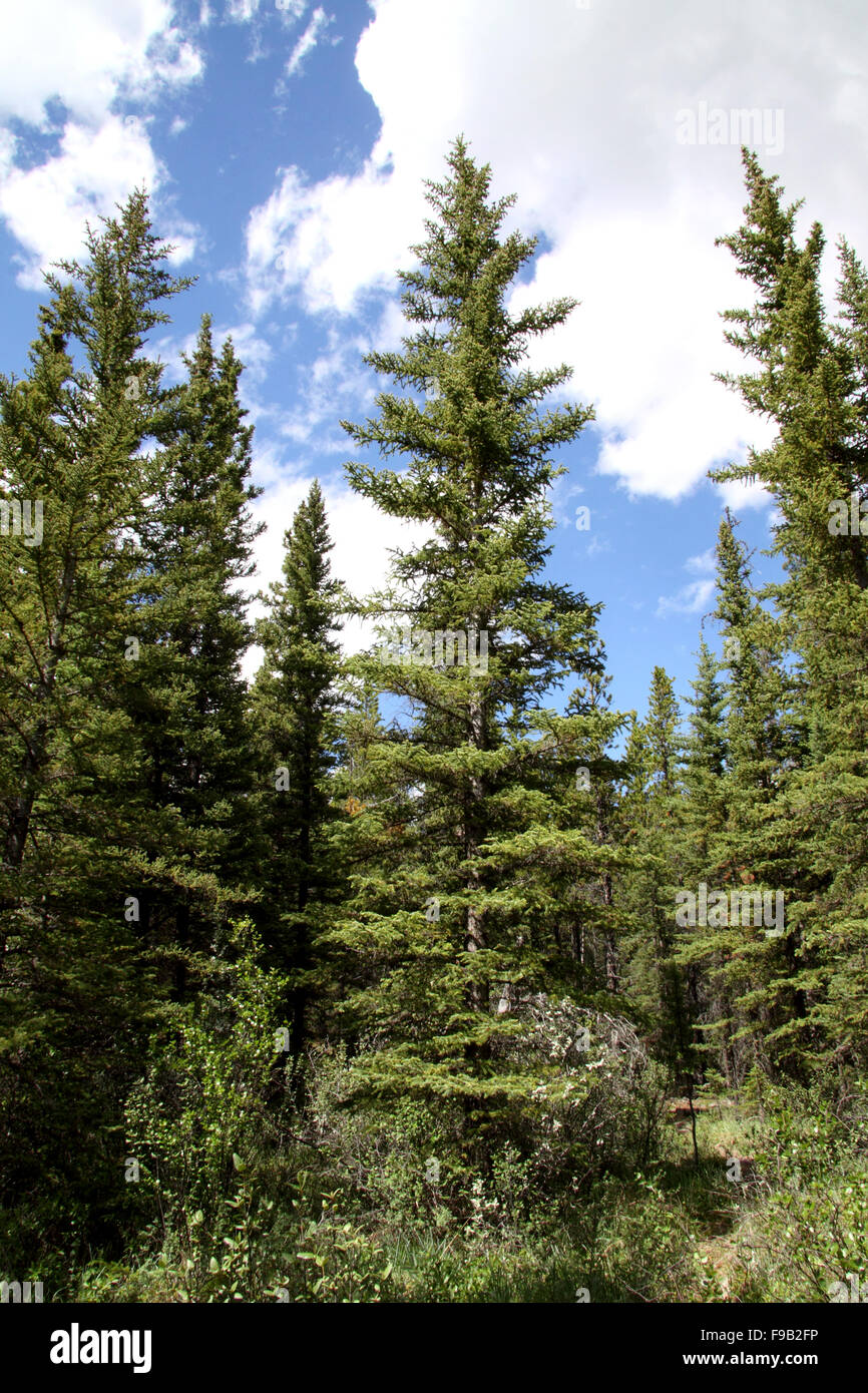 White spruce growing in forest in Alberta Canada Stock Photo