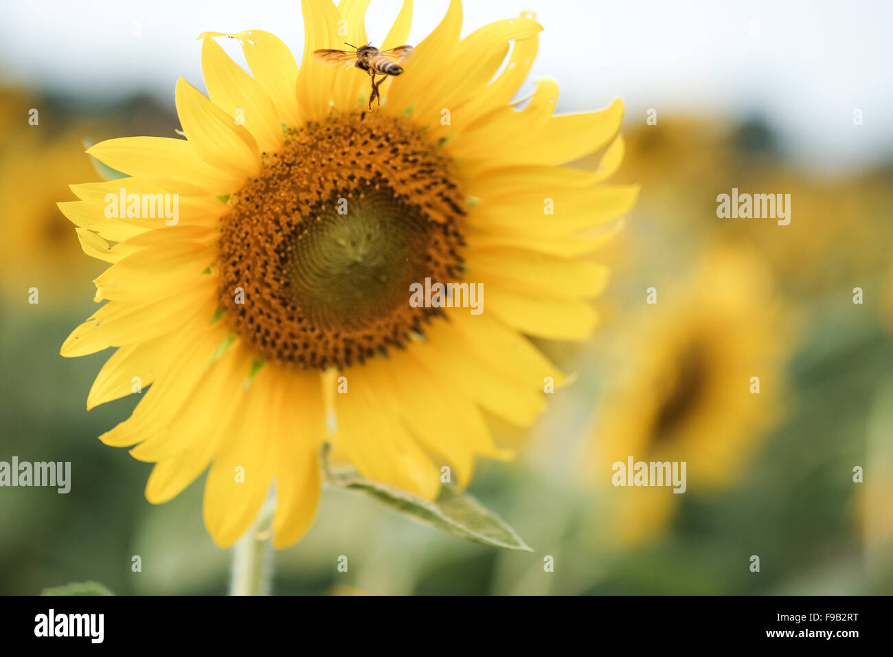 Bee flying around a sunflower Stock Photo