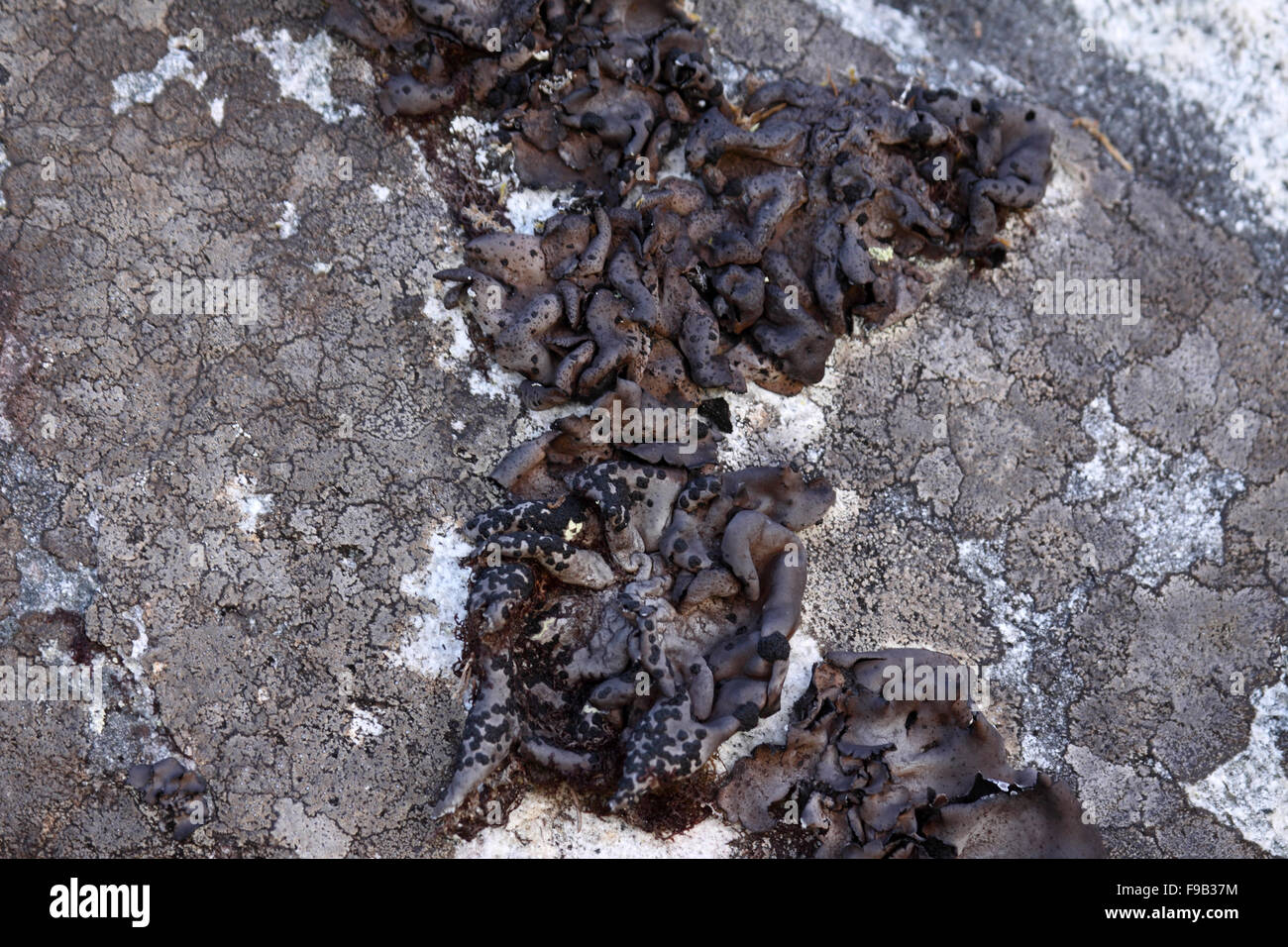 A lichen Umbilicaria deusta on mountain rock in Canada Stock Photo