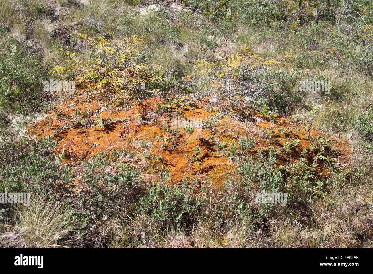 Sphagnum austinii growing in blanket bog on offshore island in BC canada Stock Photo