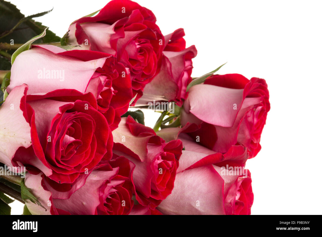 pink roses isolated on white Stock Photo - Alamy