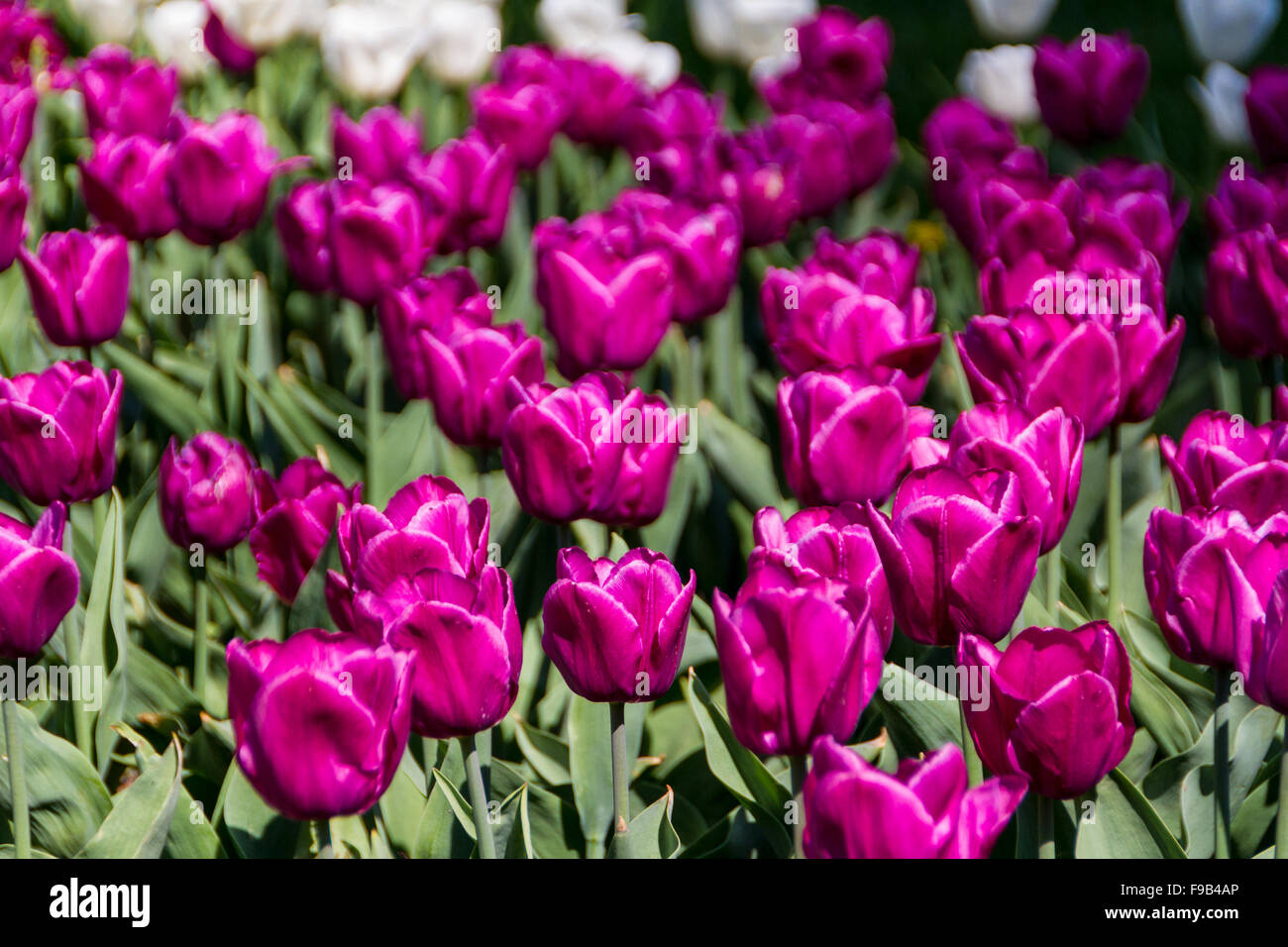 tulips in spring sun Stock Photo - Alamy