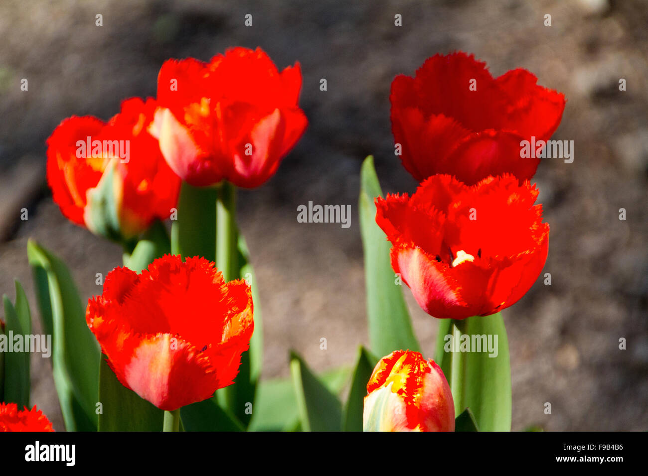 tulips in spring sun Stock Photo - Alamy
