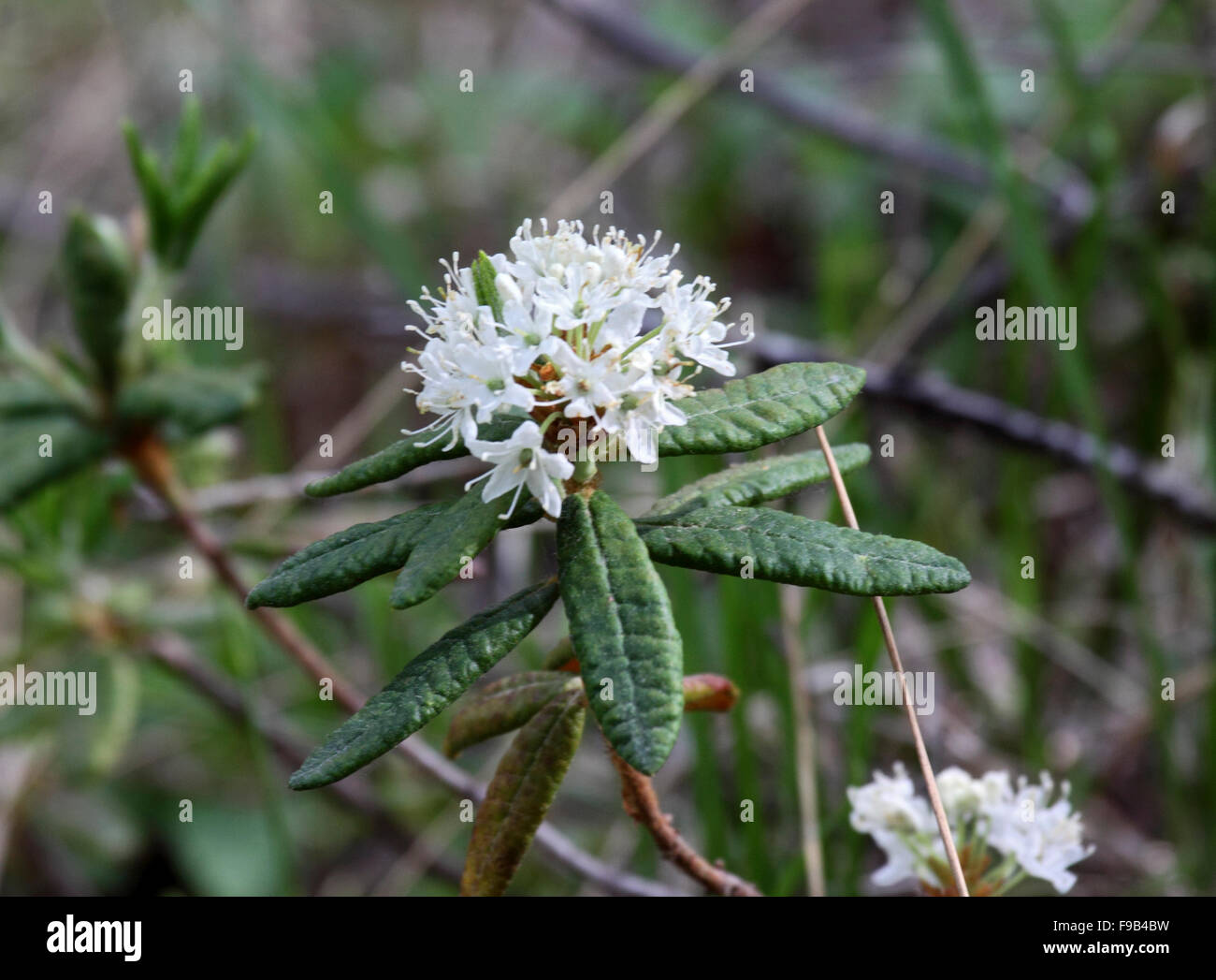 Labrador tea growing in Alberta Canada Stock Photo Alamy