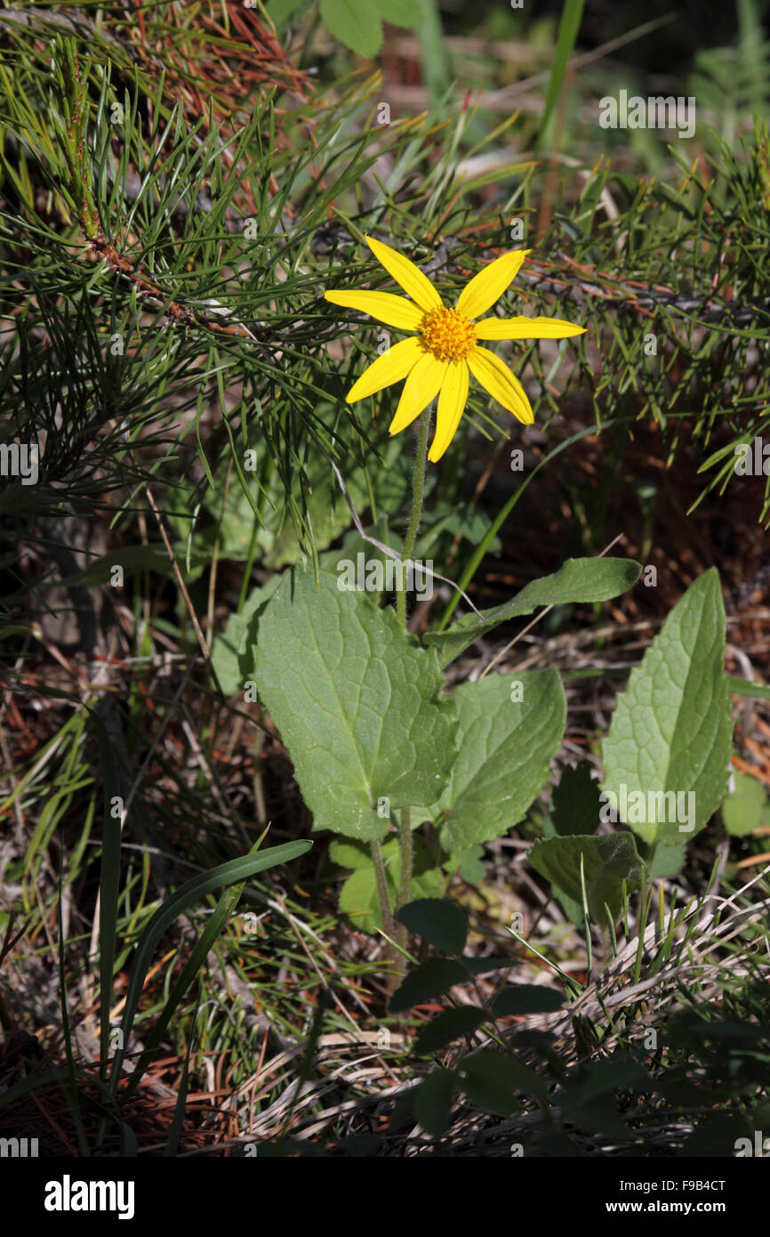 Heart leaved arnica Arnica cordifolia growing in coniferous forest in Alberta Canada Stock Photo