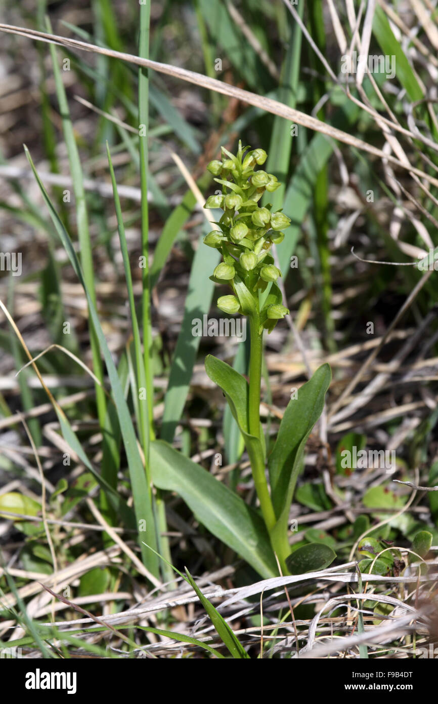 Bracted orchid growing at woodland edge in Alberta Canada Stock Photo