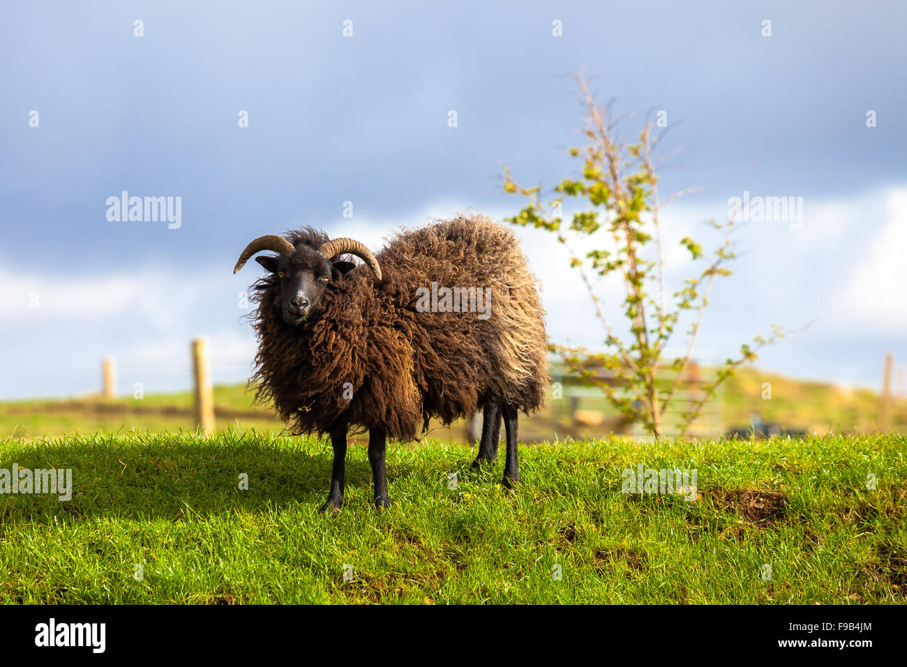 Black Sheep Ram Stock Photo