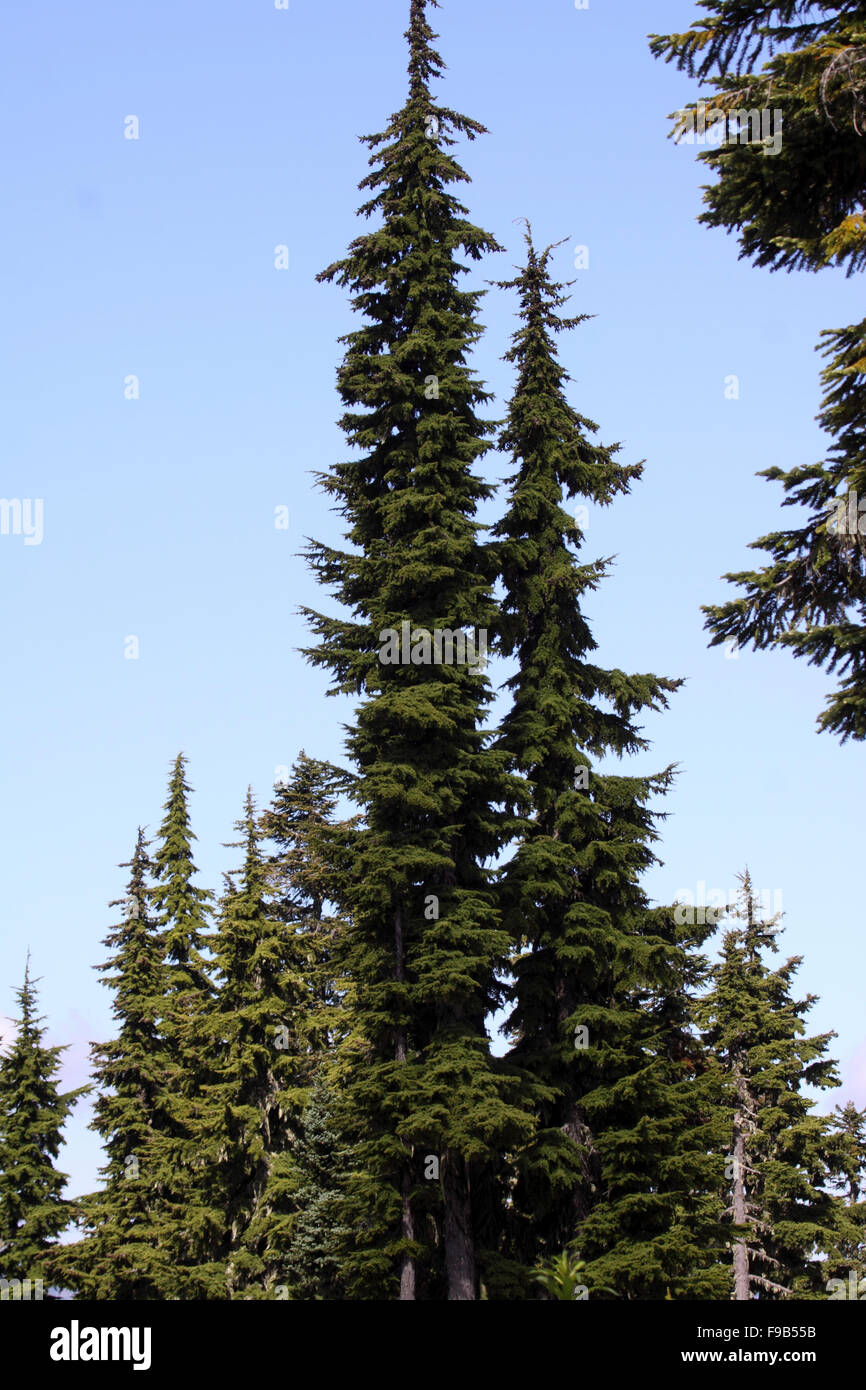 Engelmann spruce growing in hills on Vancouver Island Canada Stock Photo