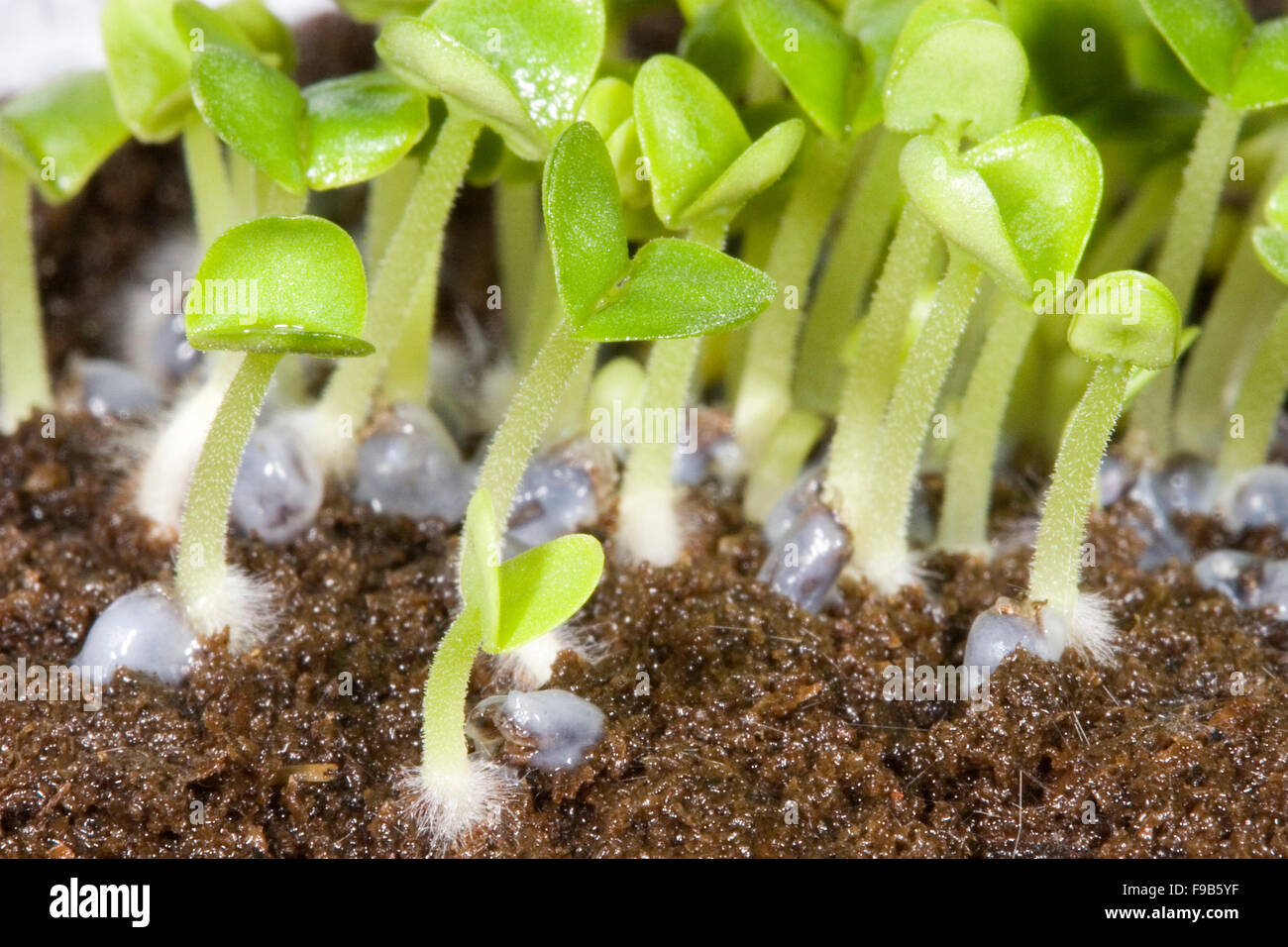 Dicot stem hi res stock photography and images Page 3 Alamy