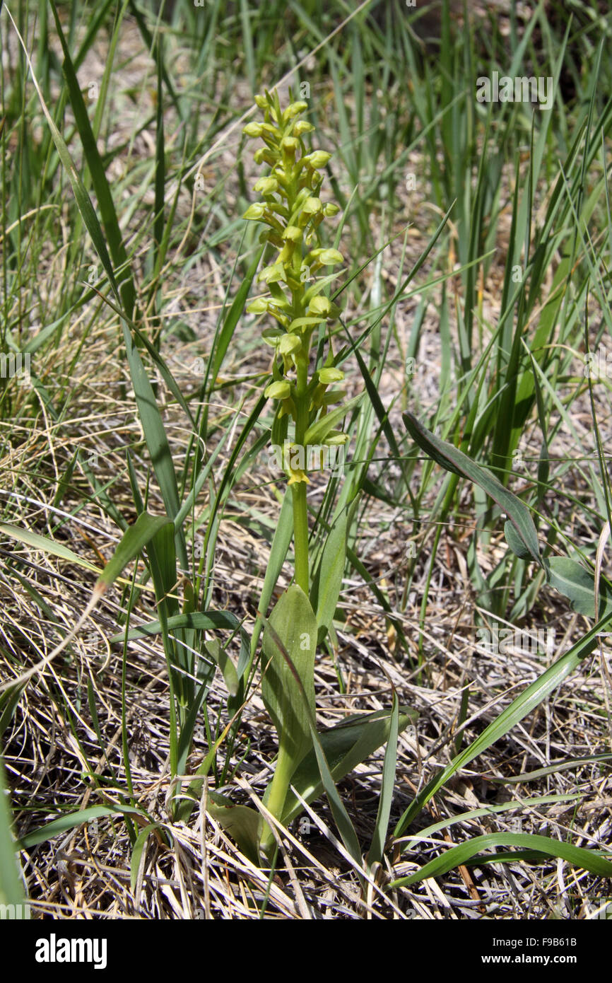 Bracted orchid growing at forest edge in Alberta Canada Stock Photo