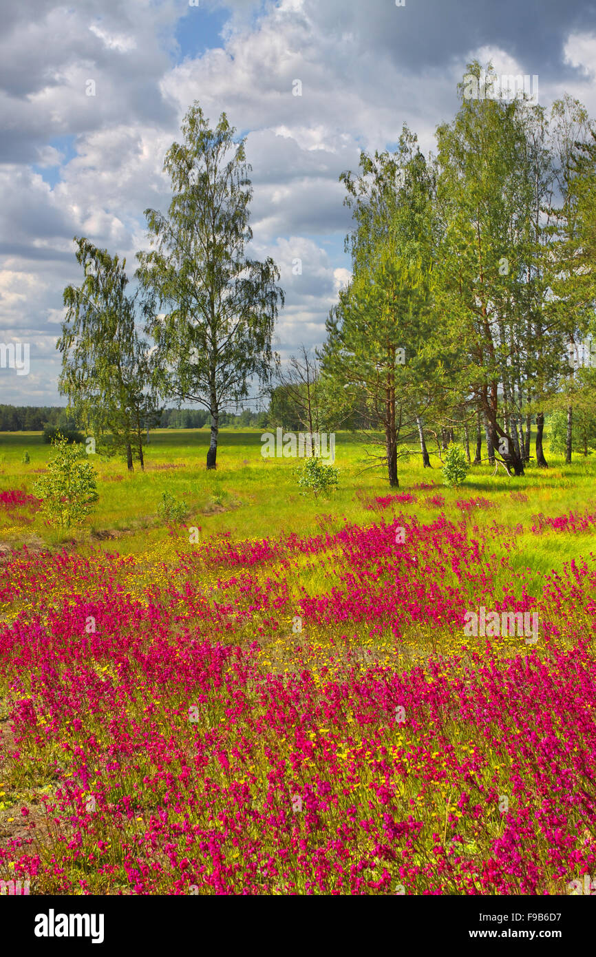 Summer landscape meadow with green trees and red flowers Stock Photo ...