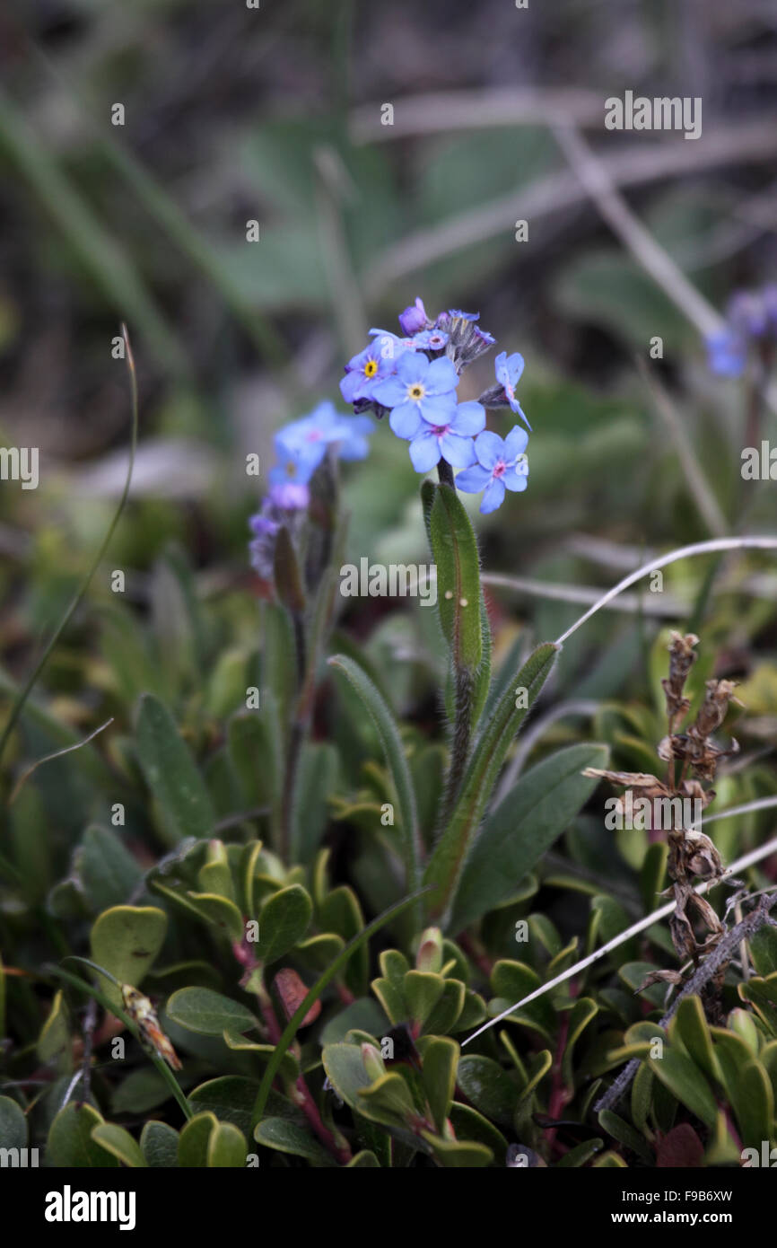Alpine forget-me-not growing in the Canadian Rockies Stock Photo