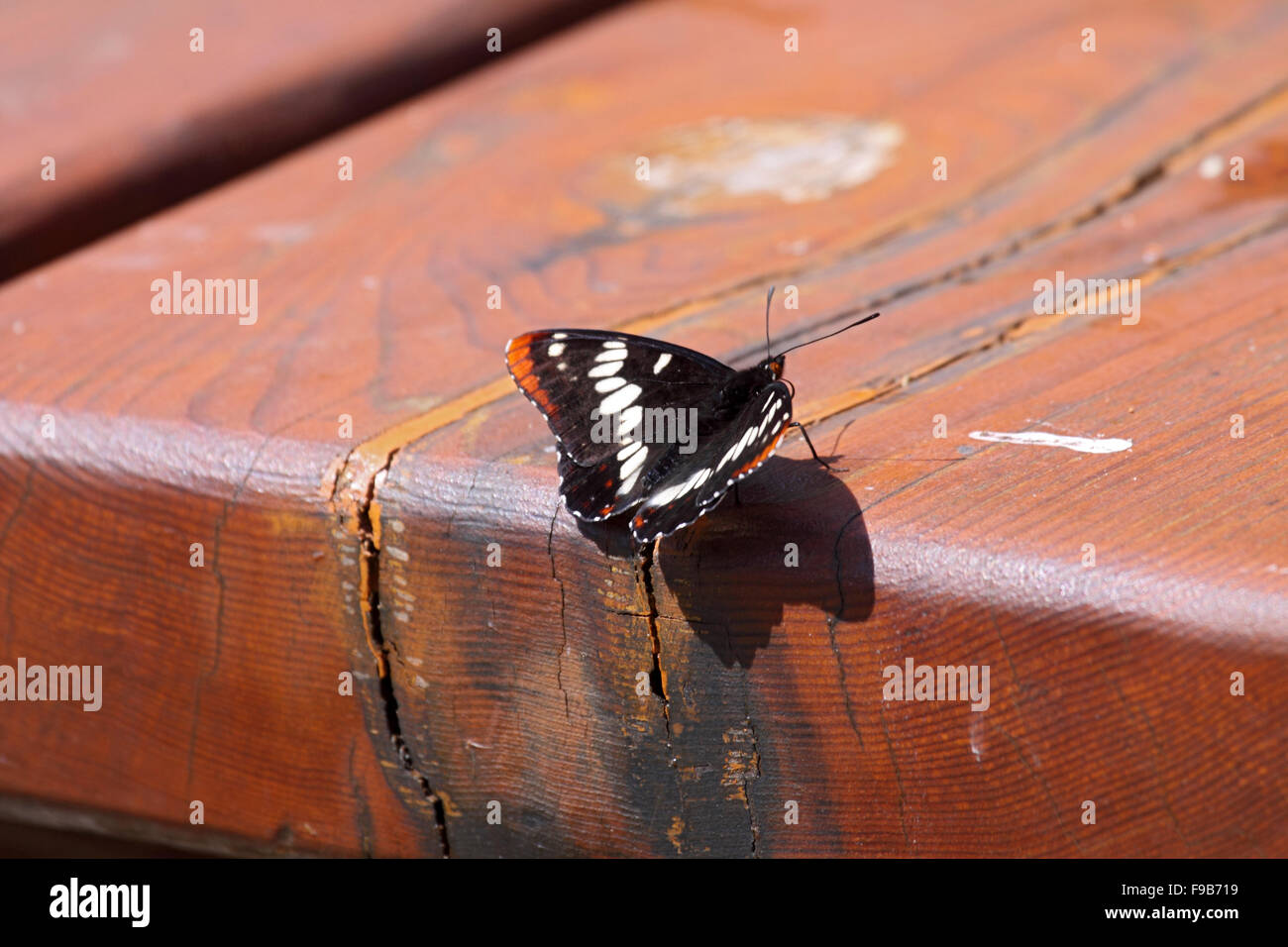 Lorquins admiral at rest on picnic bench Vancouver Island Stock Photo