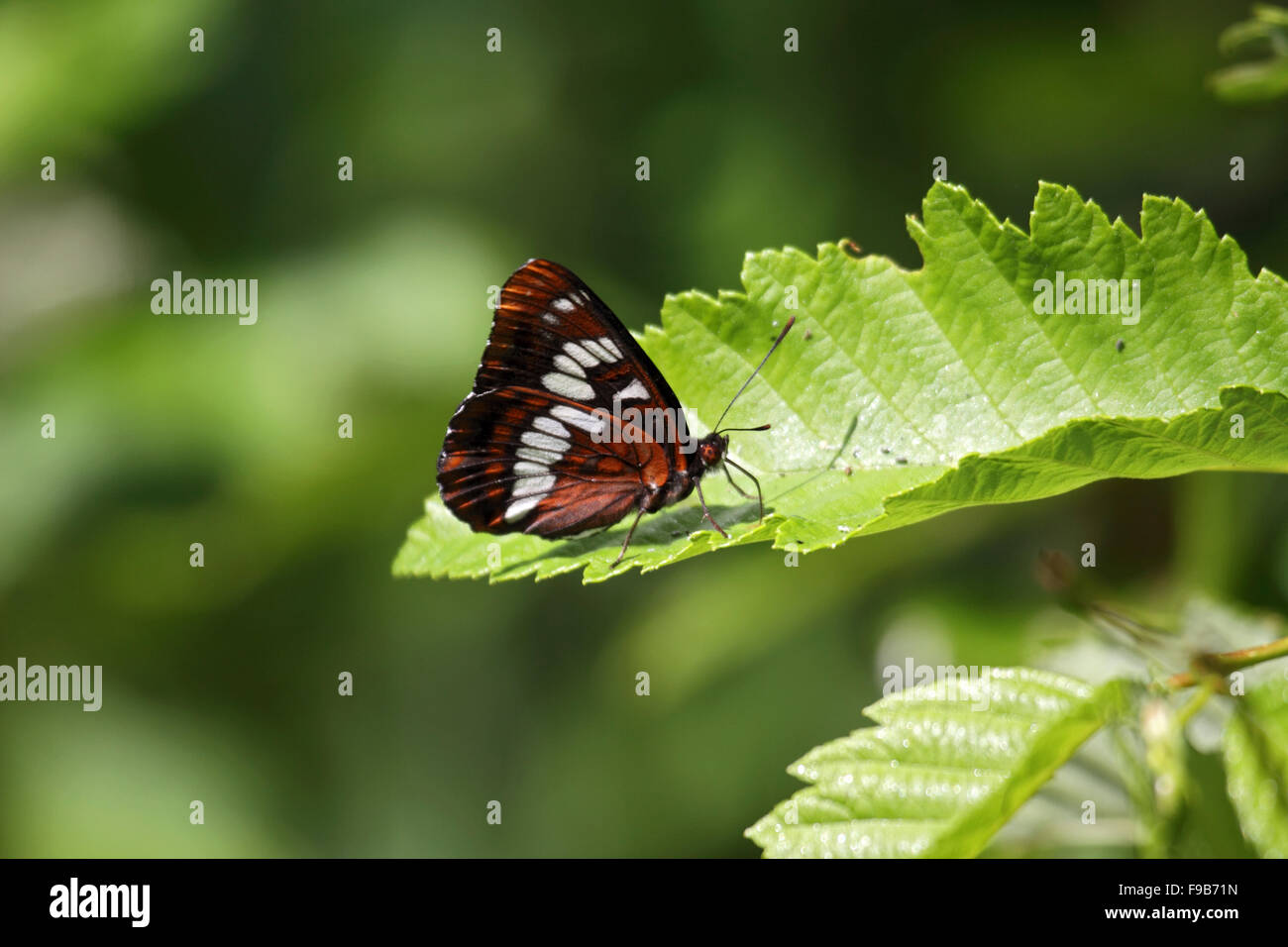 Lorquins admiral at rest on leaf on Vancouver Island Stock Photo