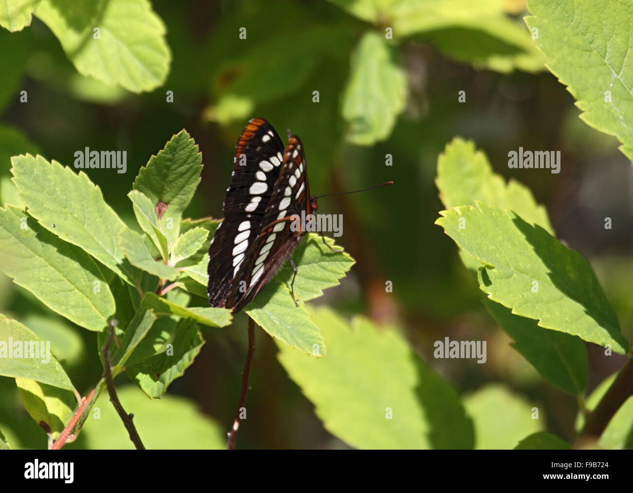 Lorquins admiral at rest on leaf on Vancouver Island Stock Photo