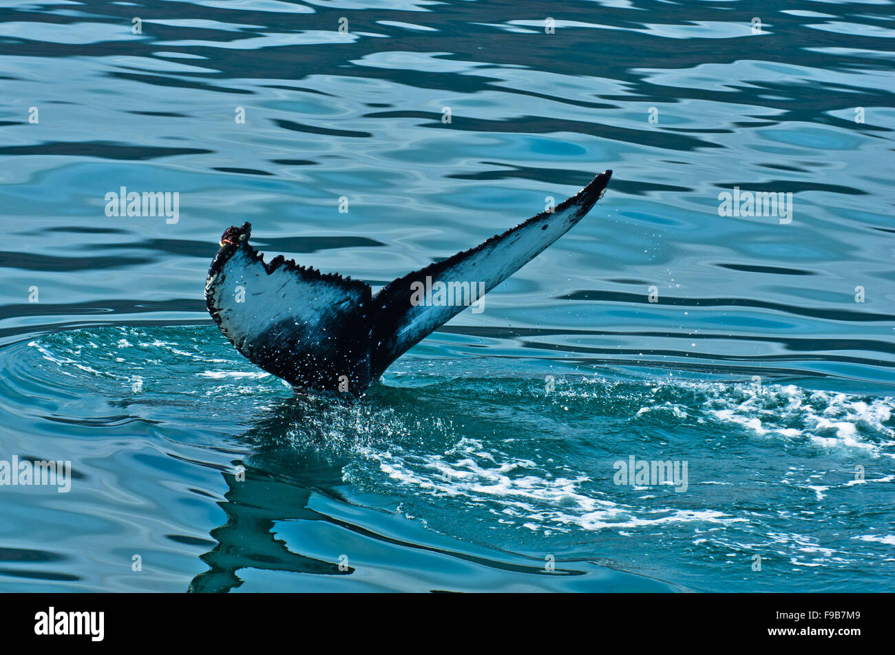 Watching humpback whale just before a dive at Husavik bay area Stock ...