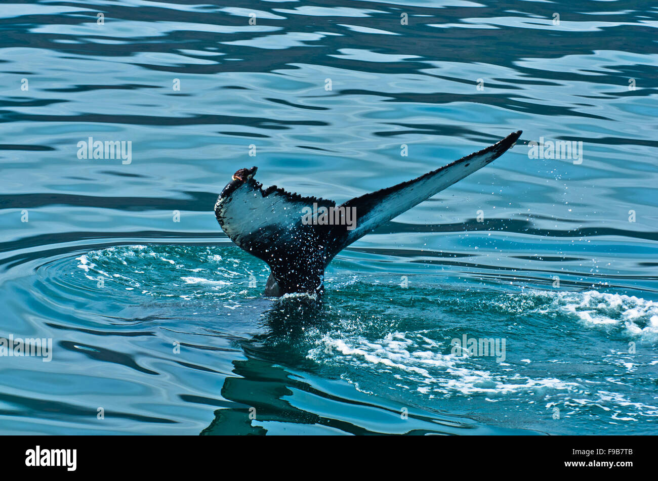 Watching humpback whale just before a dive at Husavik bay area Stock ...