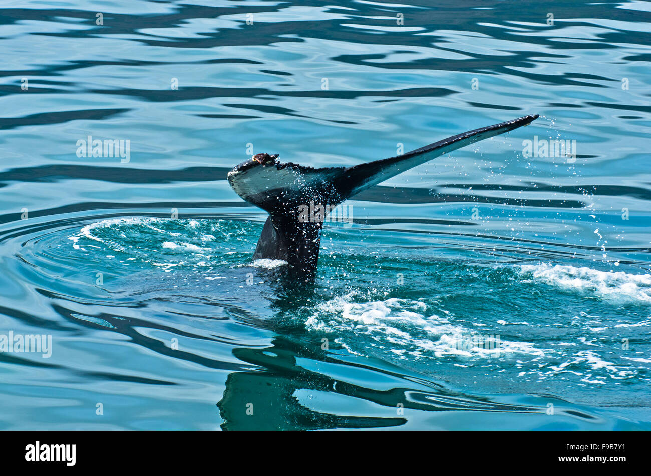 Watching humpback whale just before a dive at Husavik bay area Stock ...