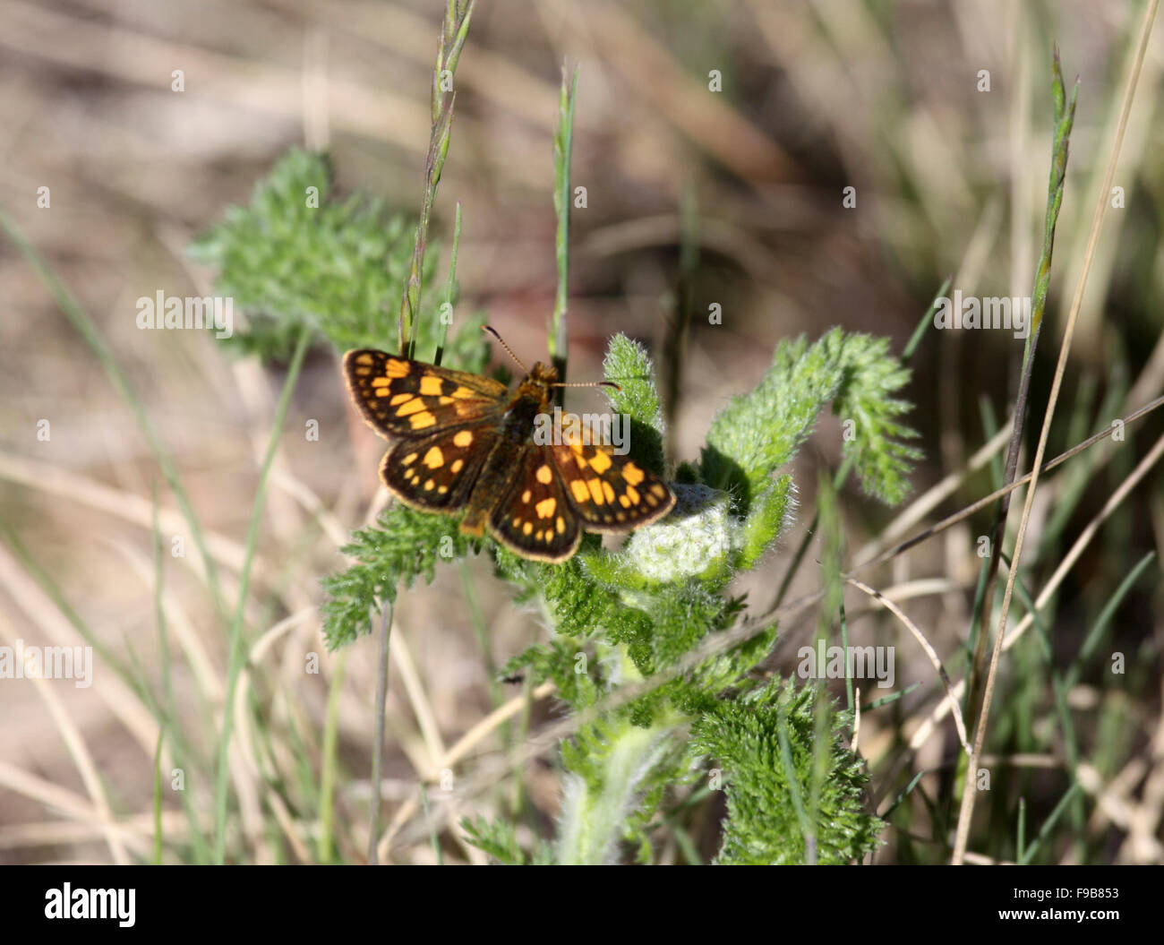 Arctic skipper butterfly at rest on Yarrow in Alberta Canada Stock Photo