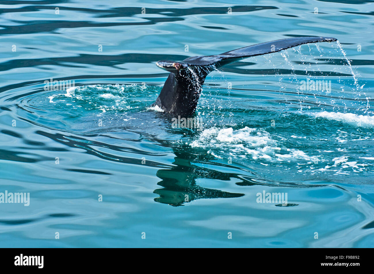 Watching humpback whale just before a dive at Husavik bay area Stock ...