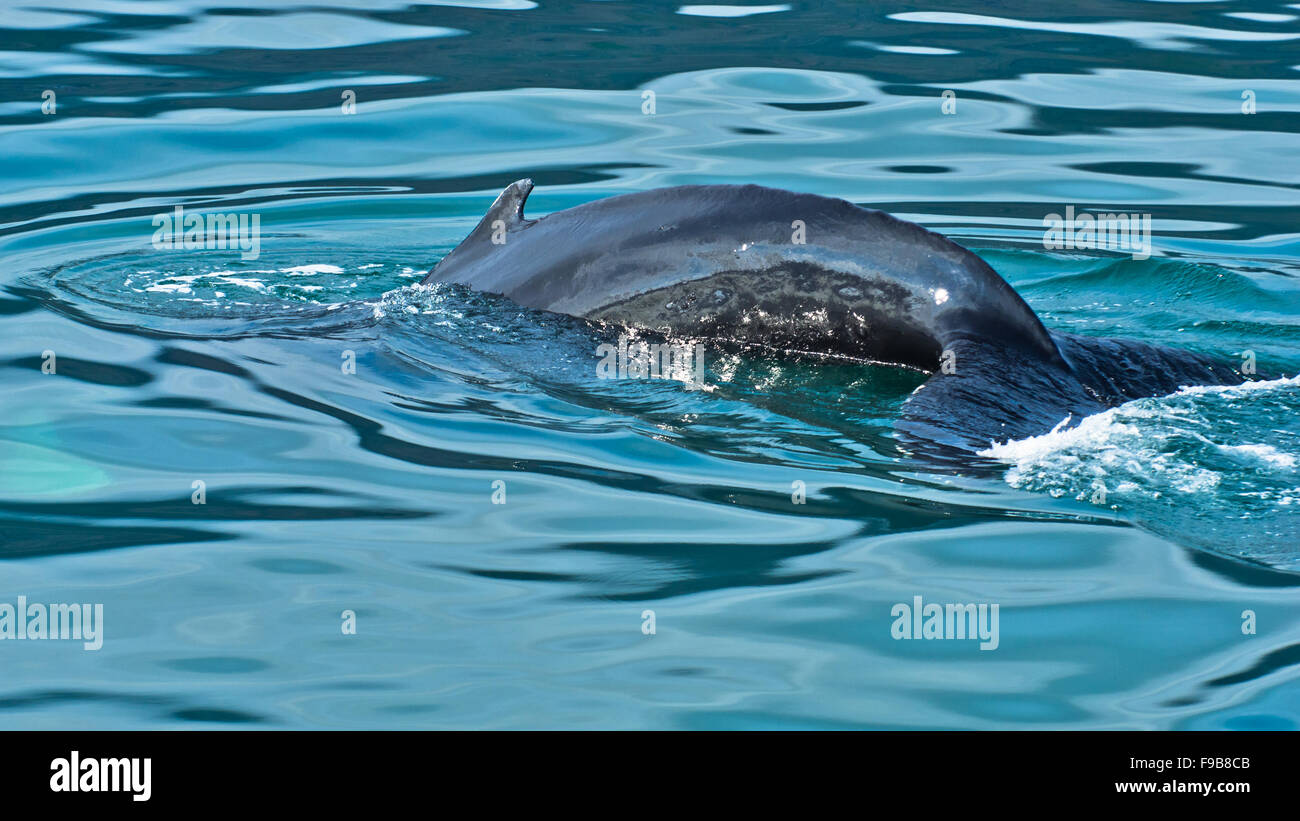 Watching humpback whale just before a dive at Husavik bay area Stock ...