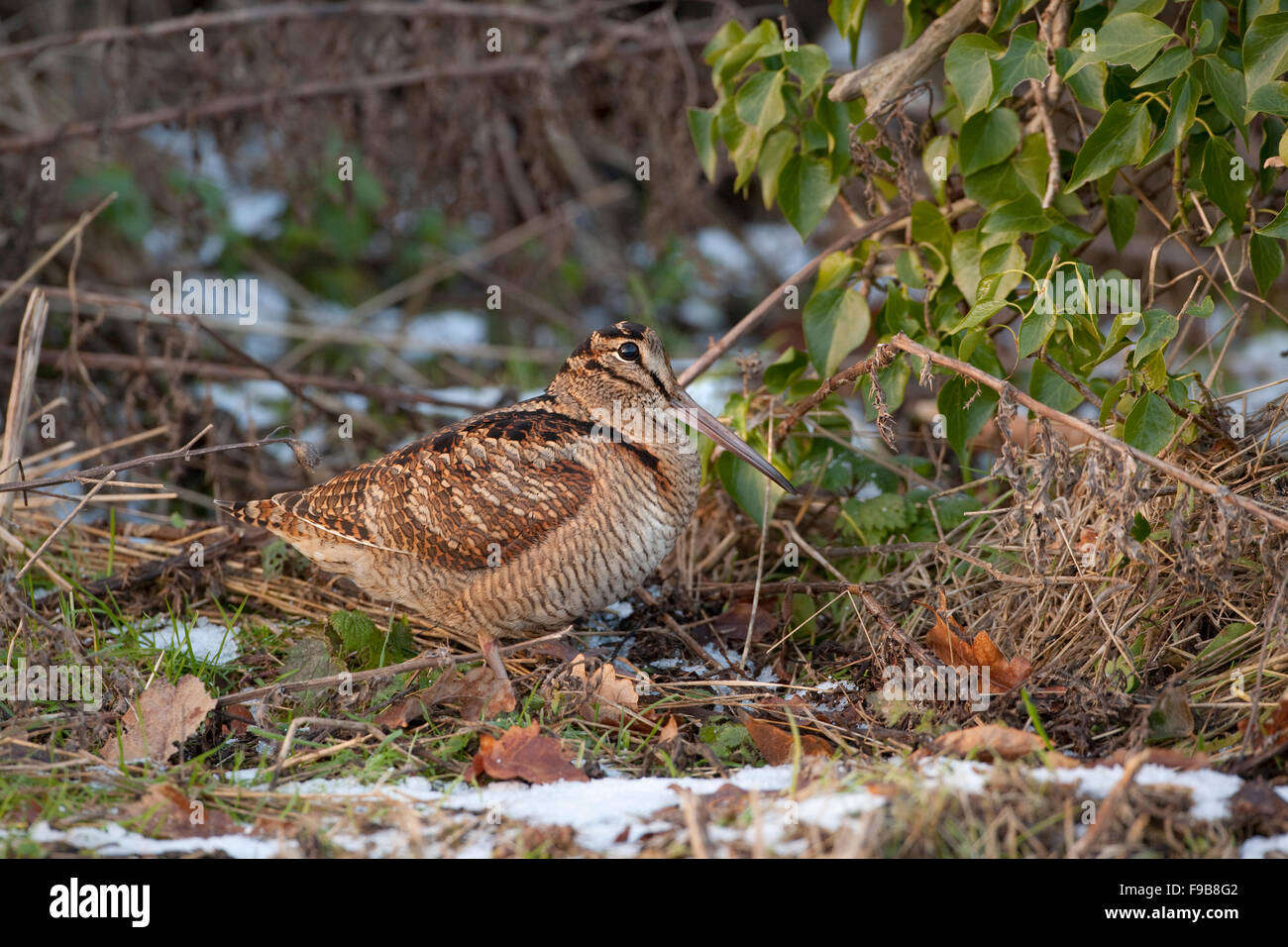 Woodcock - Scolopax rusticola Stock Photo