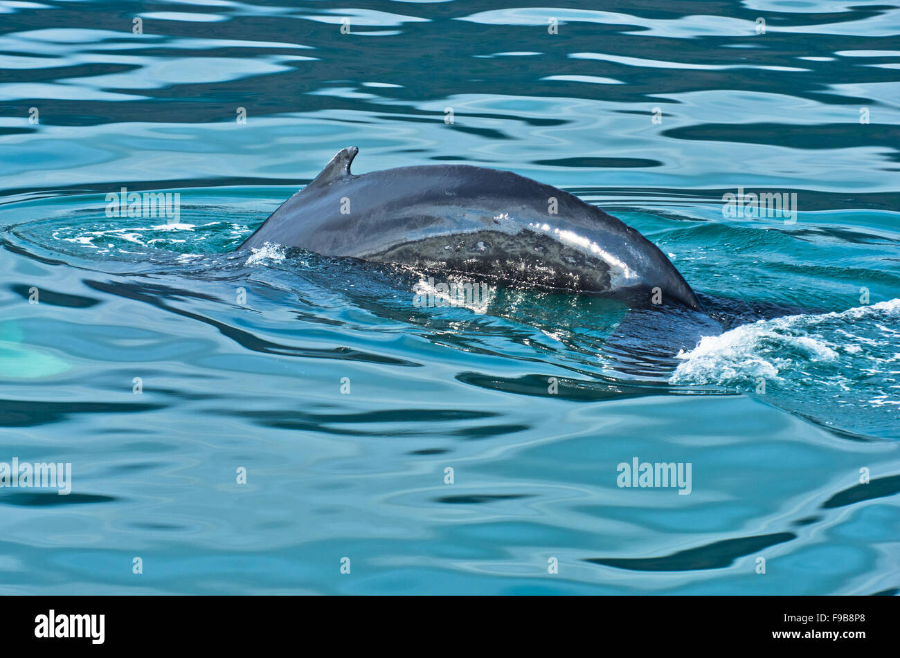 Watching humpback whale just before a dive at Husavik bay area Stock ...