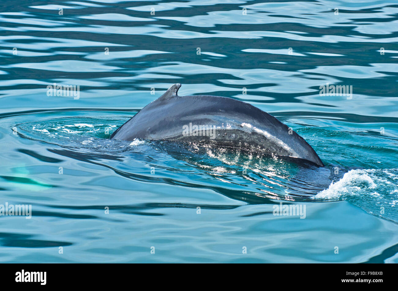 Watching humpback whale just before a dive at Husavik bay area Stock ...