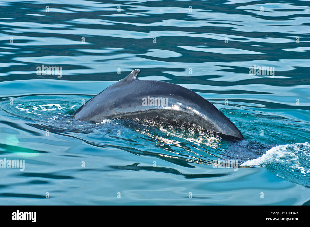 Watching humpback whale just before a dive at Husavik bay area Stock ...