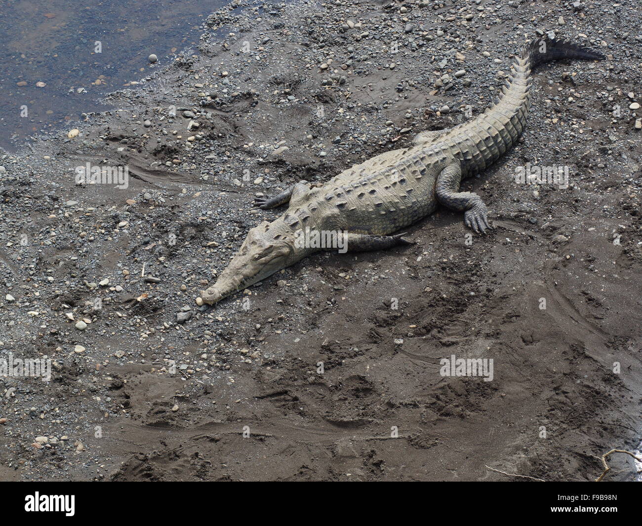 American crocodile (Crocodylus acutus) Stock Photo