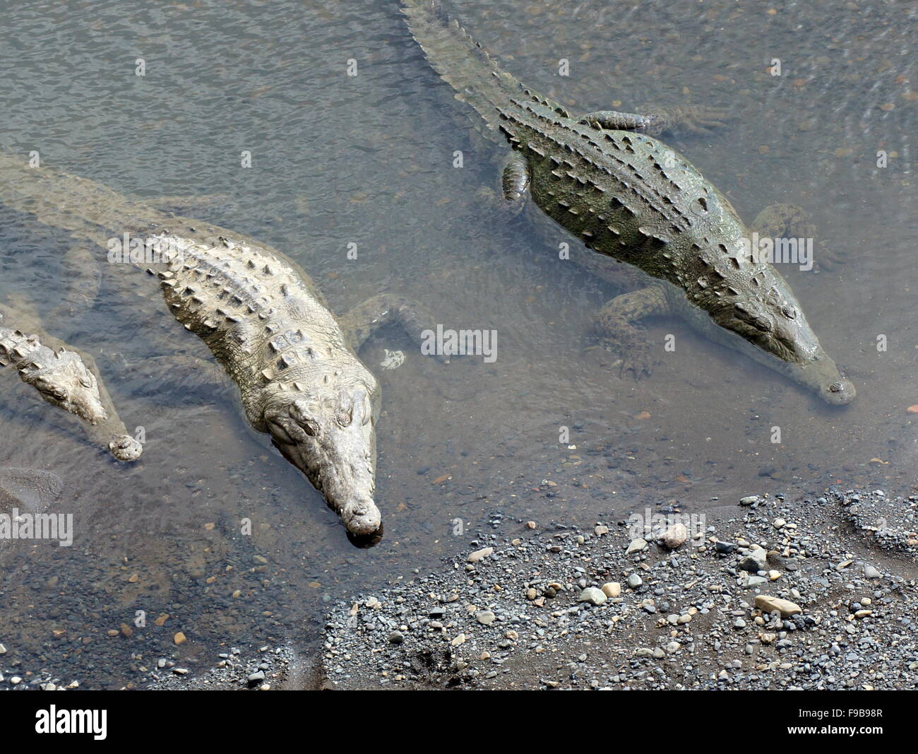 Crocodiles in the wild Stock Photo