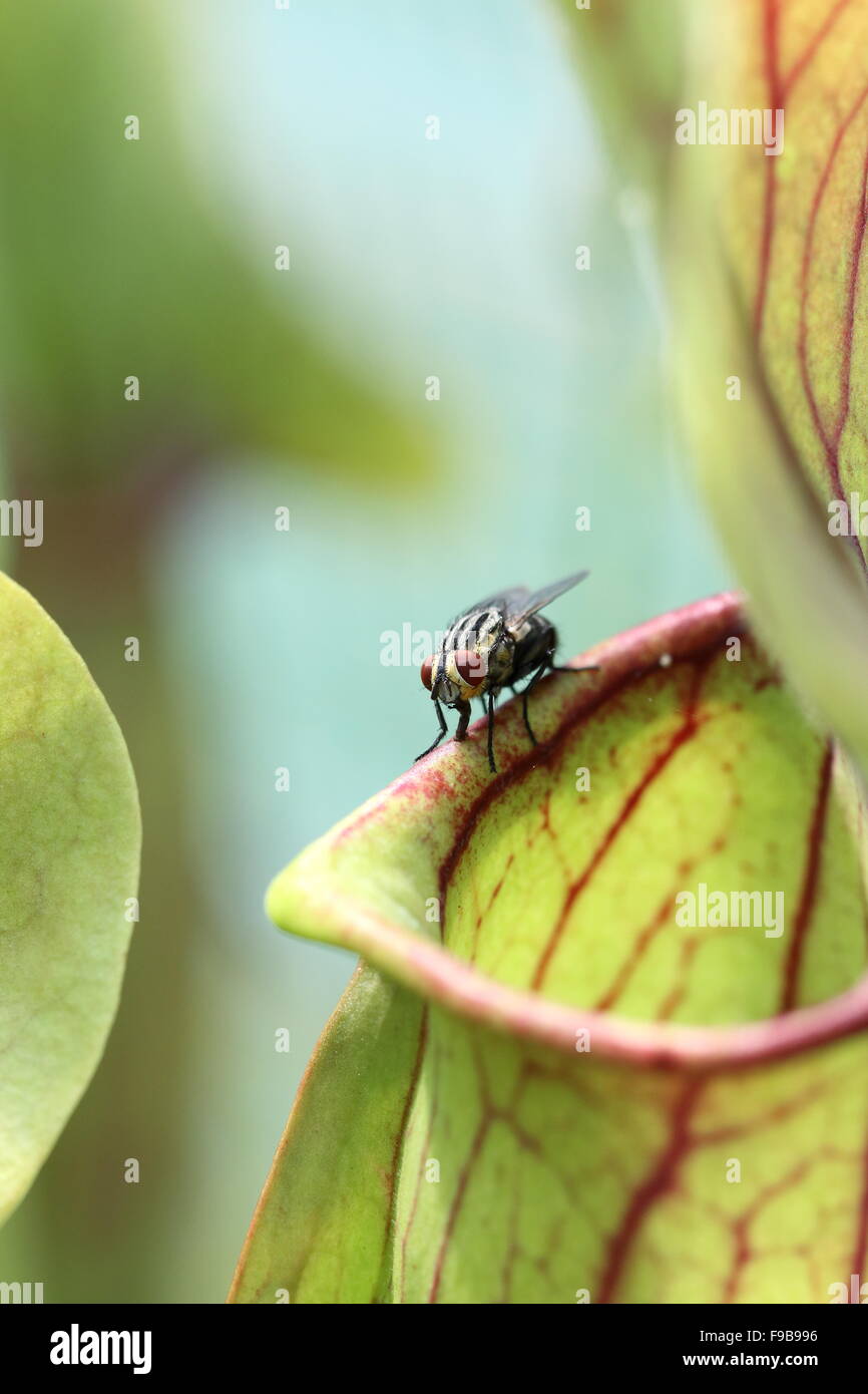Fly on pitcher plant Stock Photo