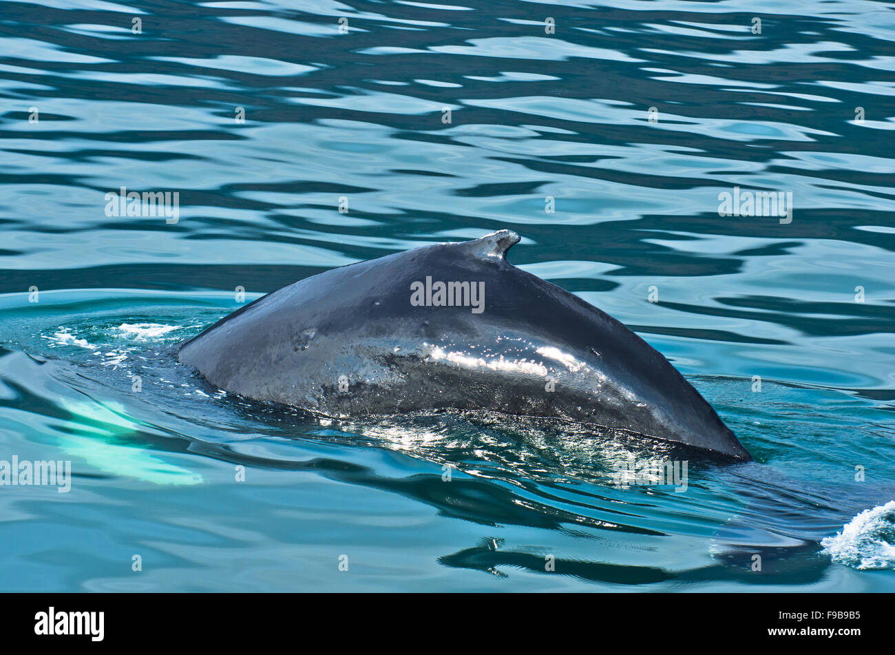 Watching humpback whale just before a dive at Husavik bay area Stock ...