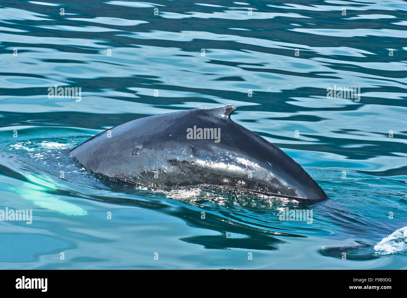 Watching humpback whale just before a dive at Husavik bay area Stock ...
