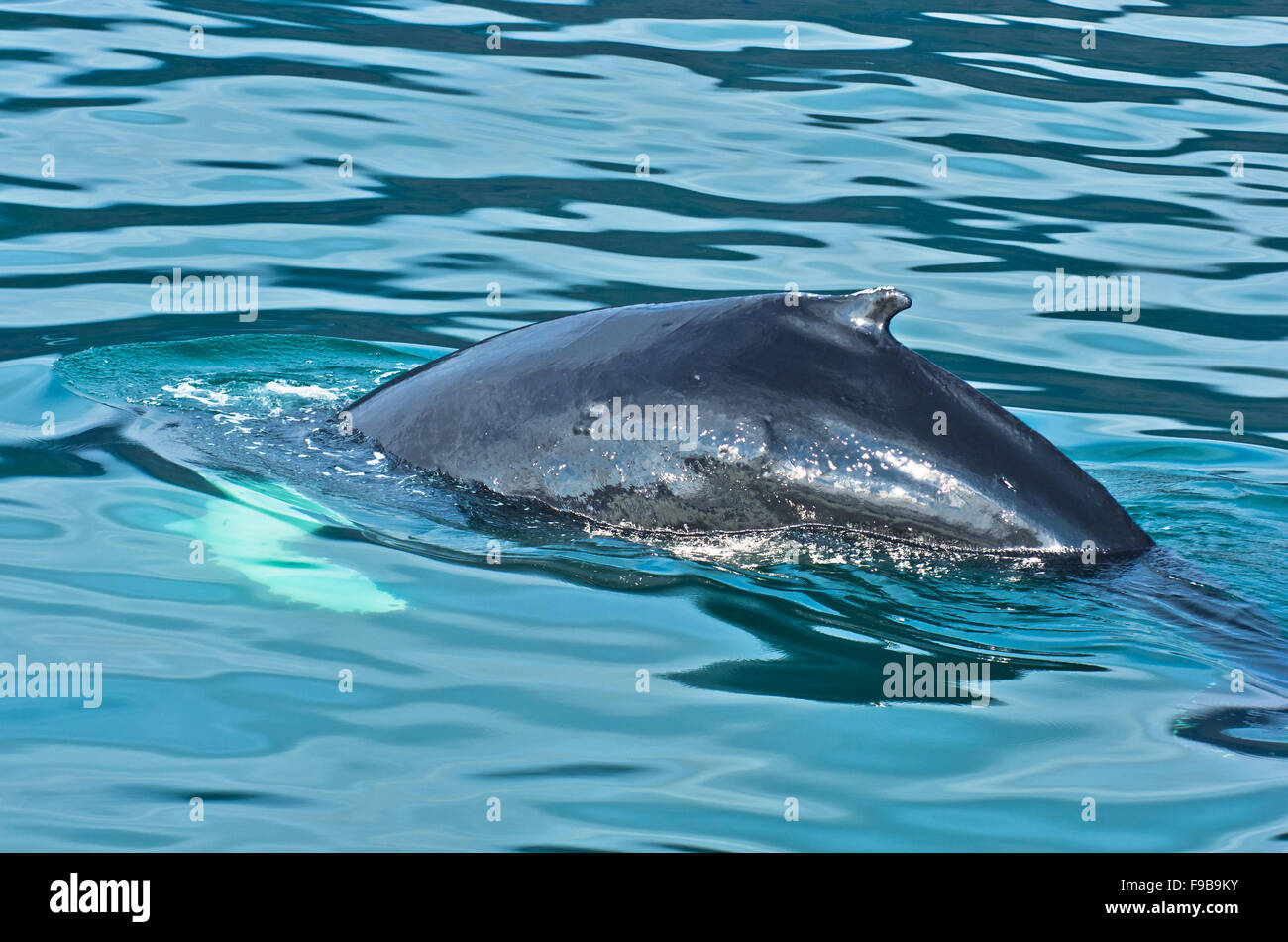Watching humpback whale just before a dive at Husavik bay area Stock ...