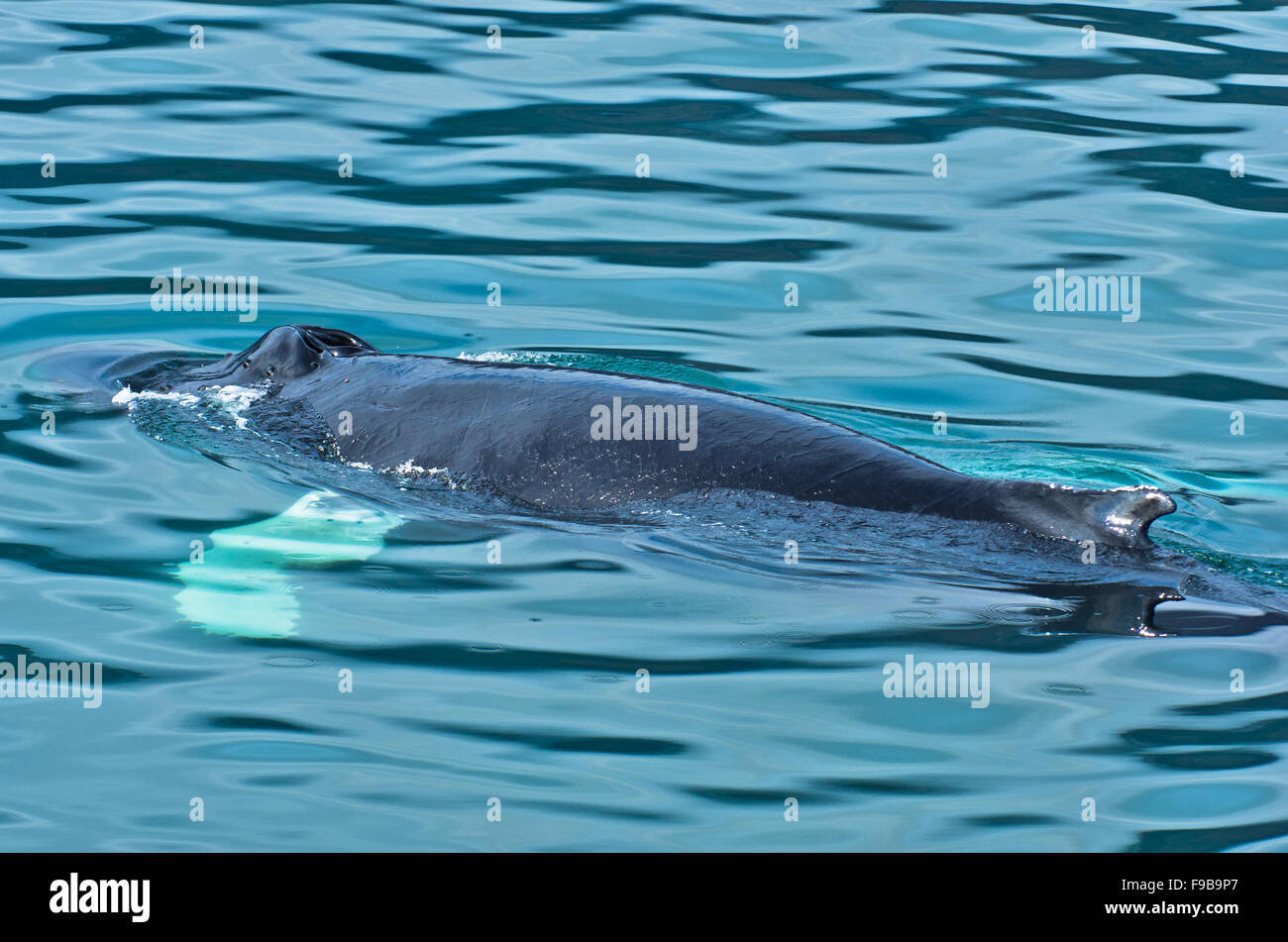 Watching humpback whale at Husavik bay area Stock Photo - Alamy