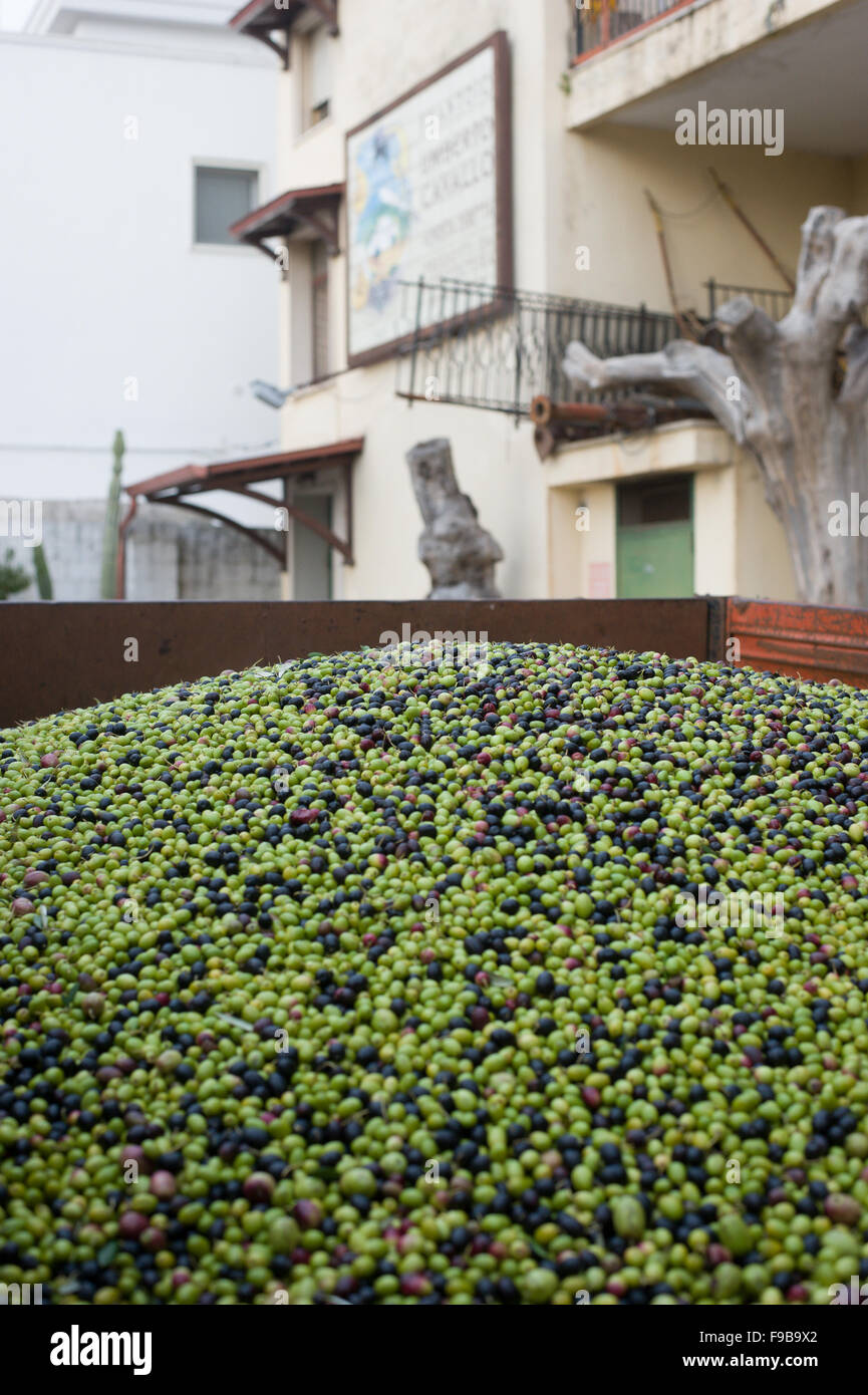 Olive Oil Production at the historic Umberto Cavallo Frantoio in Ostuni, Puglia which takes olives and pulps them, producing extra virgin olive oil Stock Photo