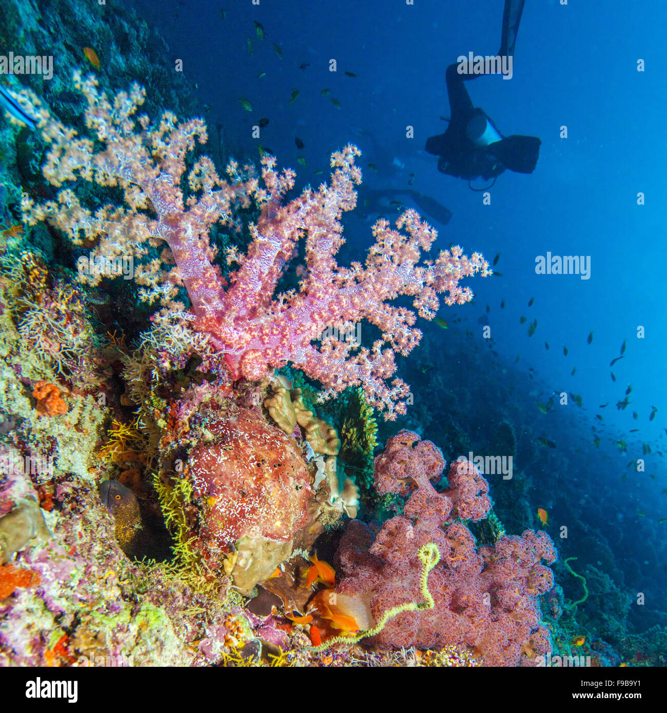 Gorgonian soft corals, Maldives Stock Photo