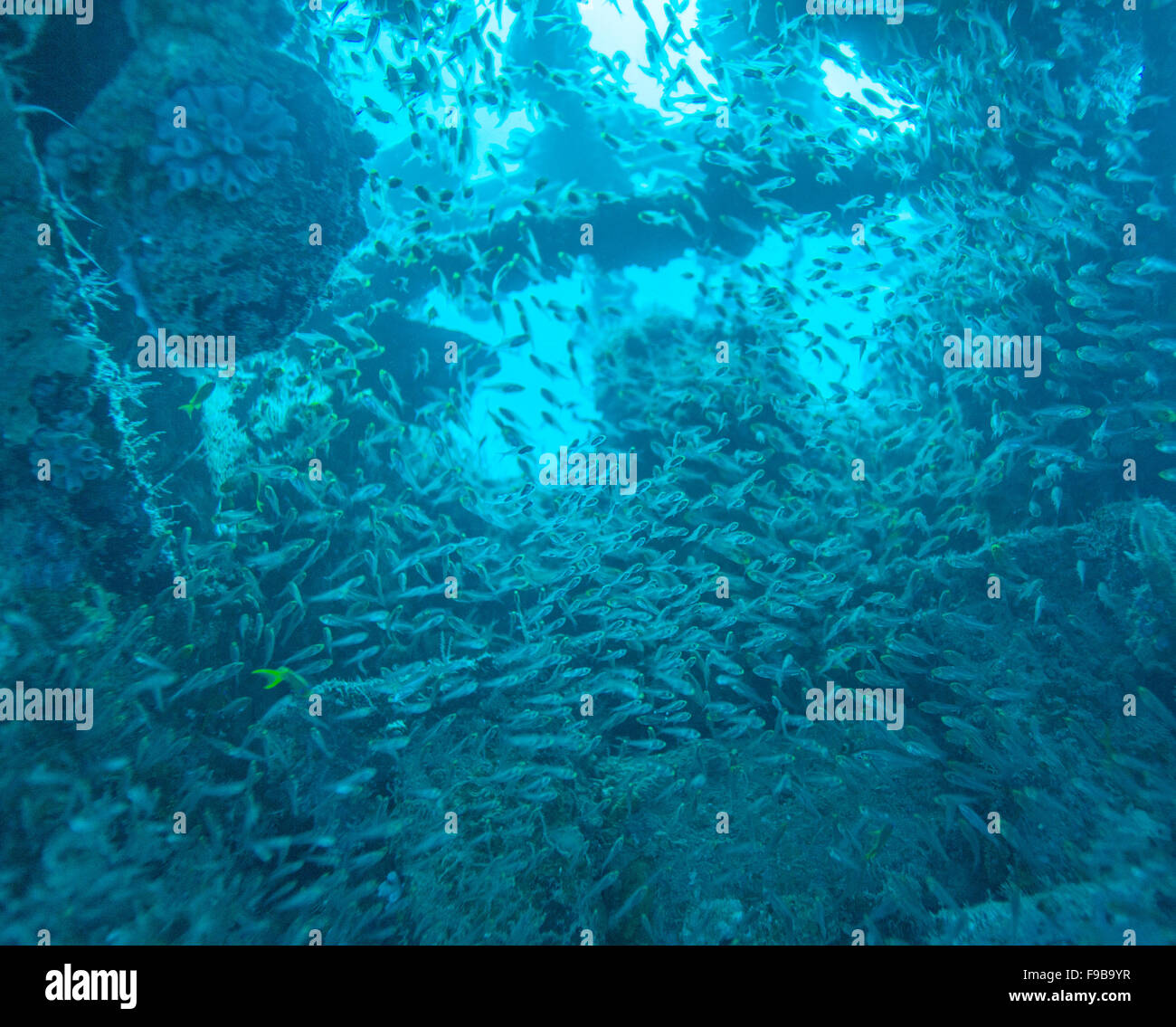 Underwater scene with School of Glass Fish inside Shipwreck, Maldives