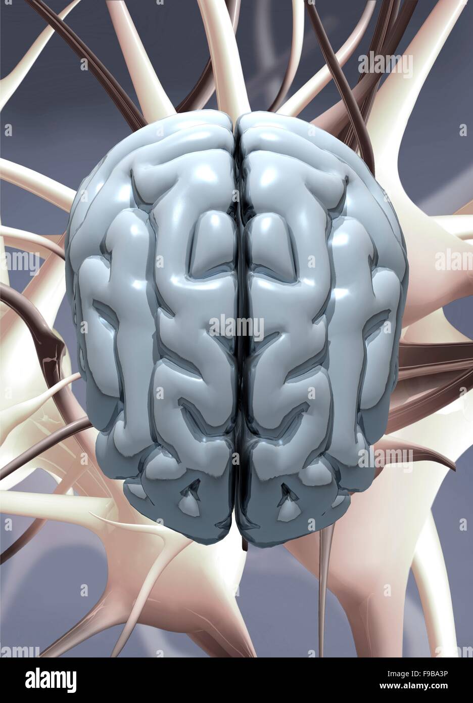 Human brain, computer illustration Stock Photo - Alamy