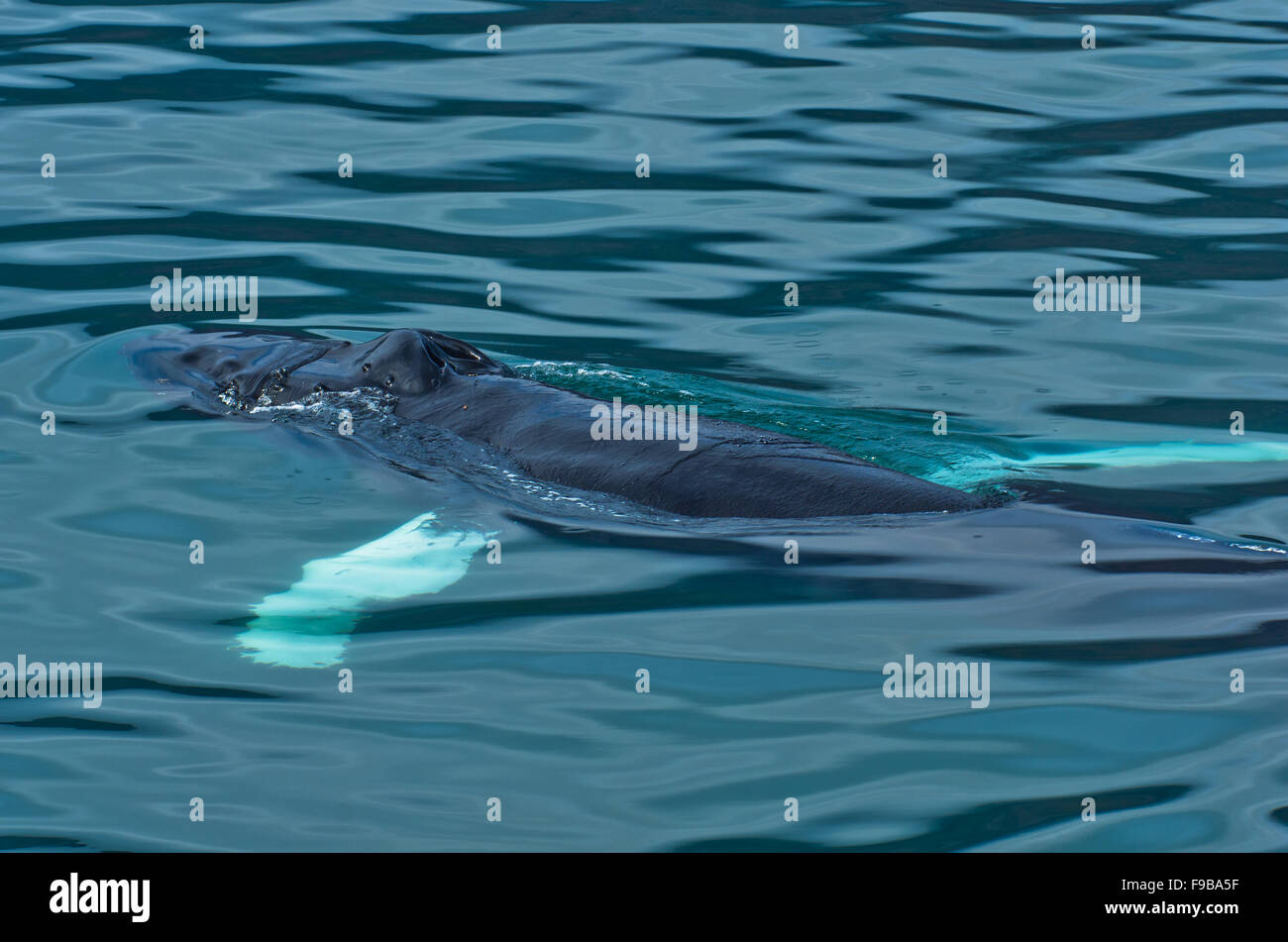 Watching humpback whale just before a dive at Husavik bay area Stock ...