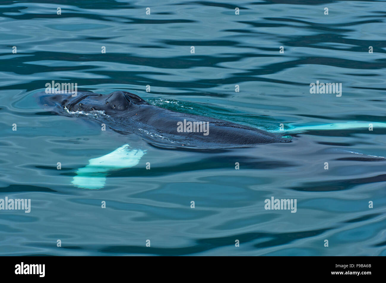 Watching humpback whale at Husavik bay area Stock Photo - Alamy