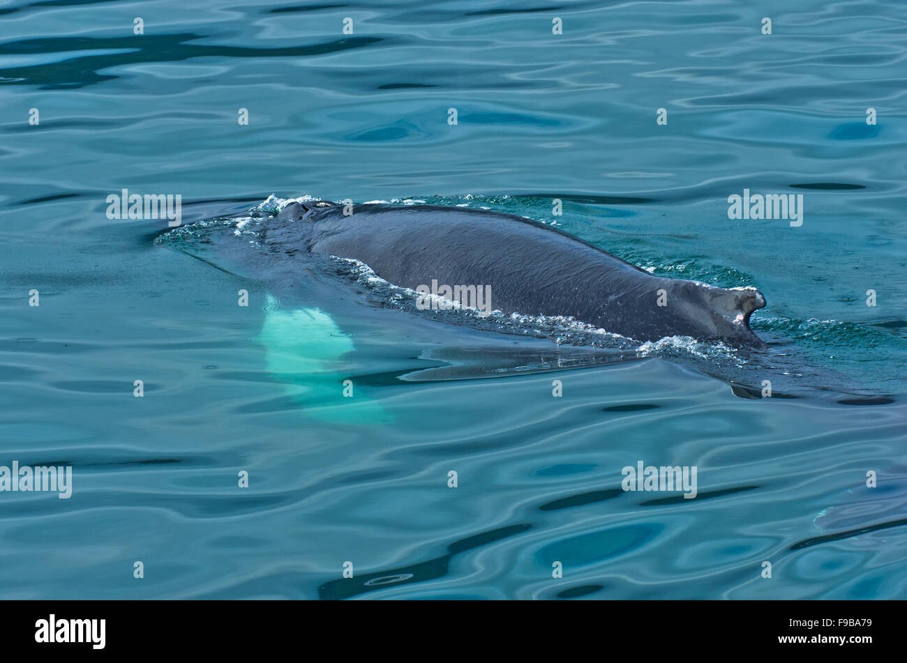 Watching humpback whale at Husavik bay area Stock Photo - Alamy