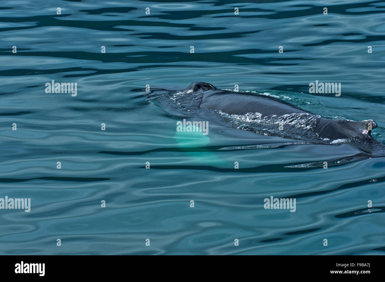 Watching humpback whale at Husavik bay area Stock Photo - Alamy