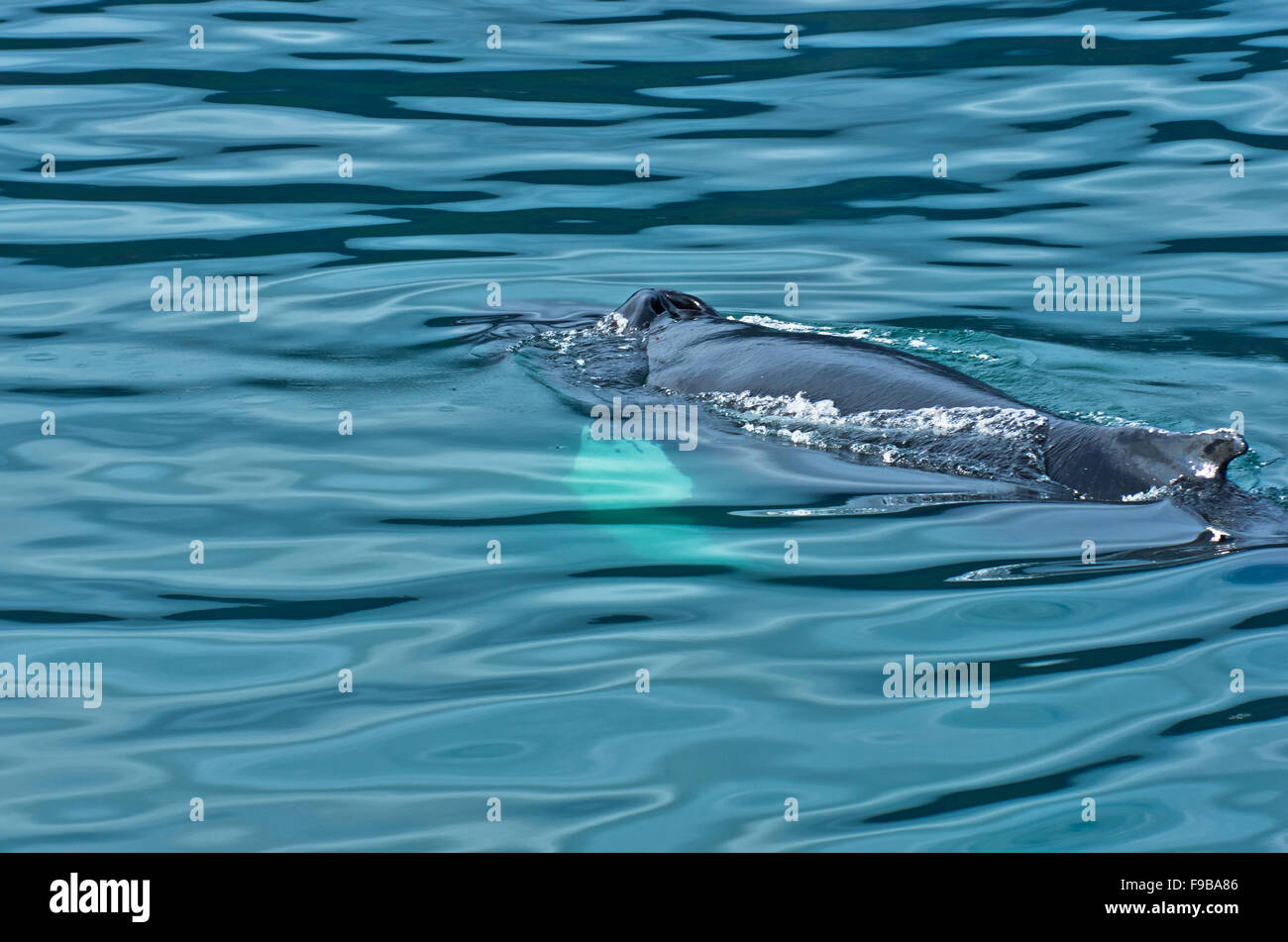 Watching humpback whale at Husavik bay area Stock Photo - Alamy