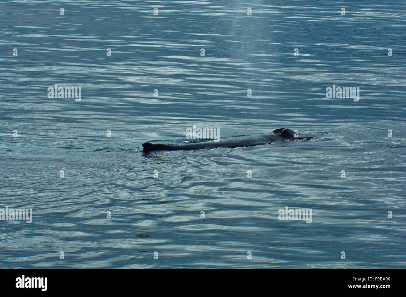 Watching humpback whale at Husavik bay area Stock Photo - Alamy